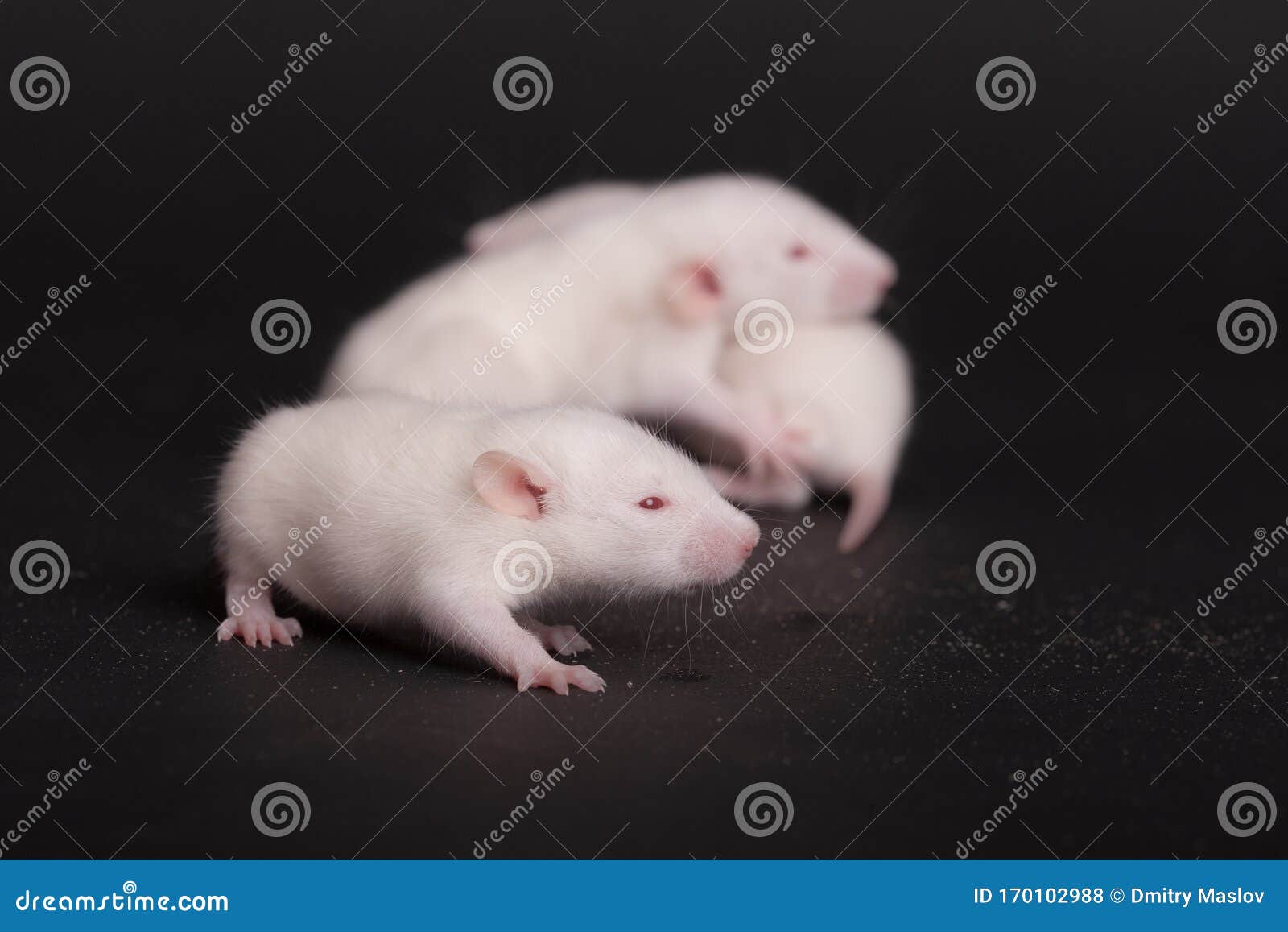 White babies rat closeup stock photo. Image of fluffy 170102988