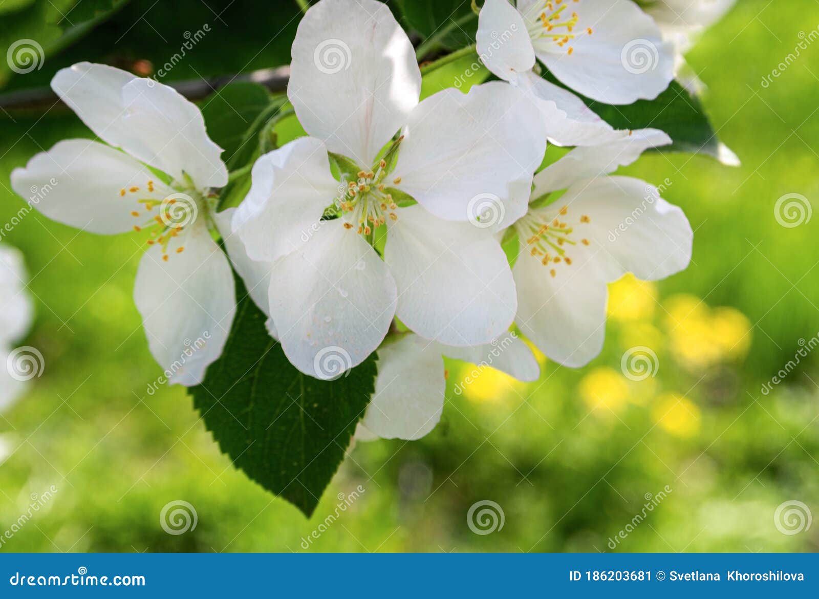 Three White Flowers on an Apple Tree Stock Image Image of spring