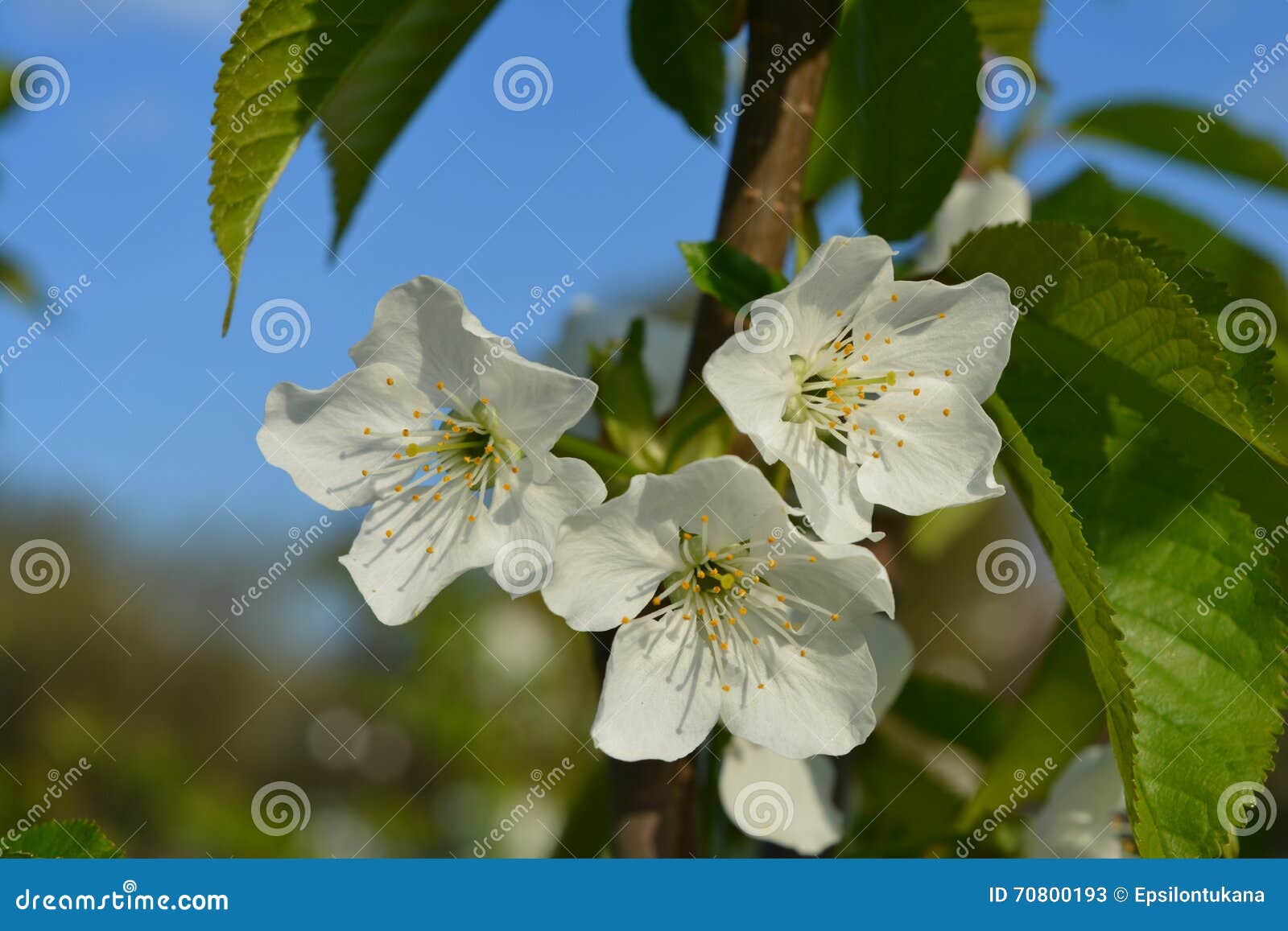 Three White Flowers on a Branch of a Fruit Tree Stock Image Image of blossoming, green 70800193