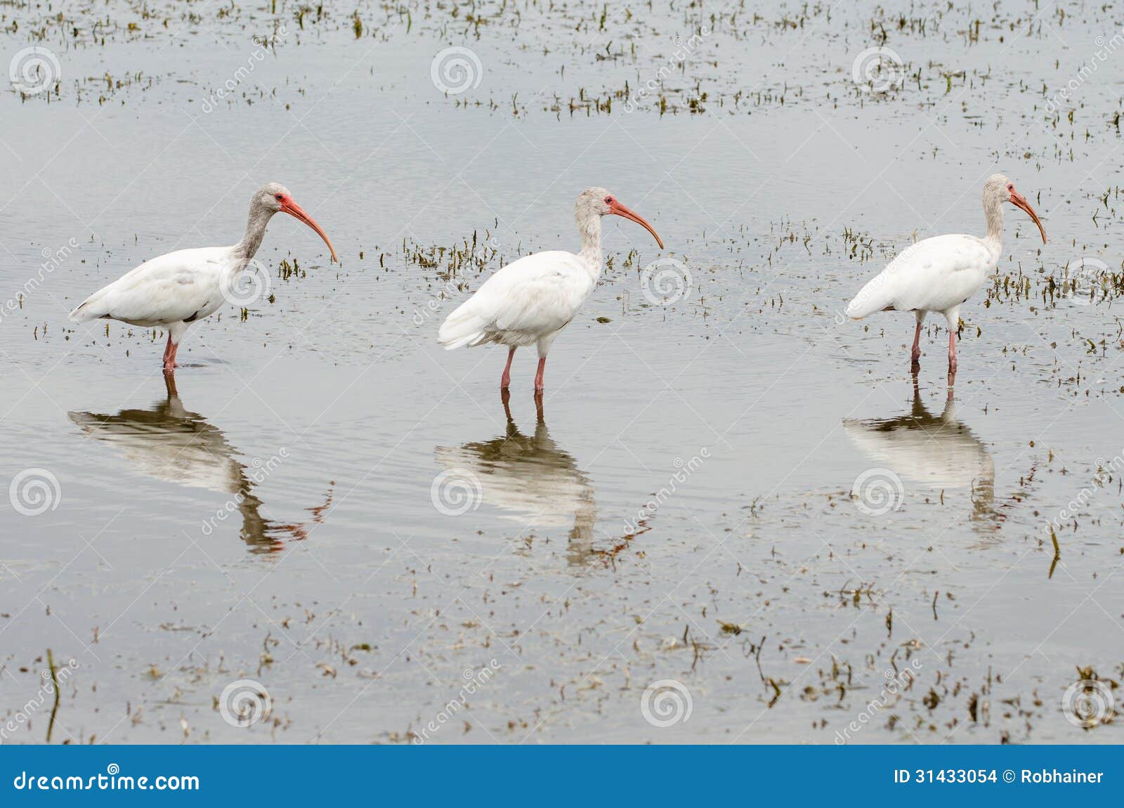 three white ibis, eudocimus albus, birds lined up
