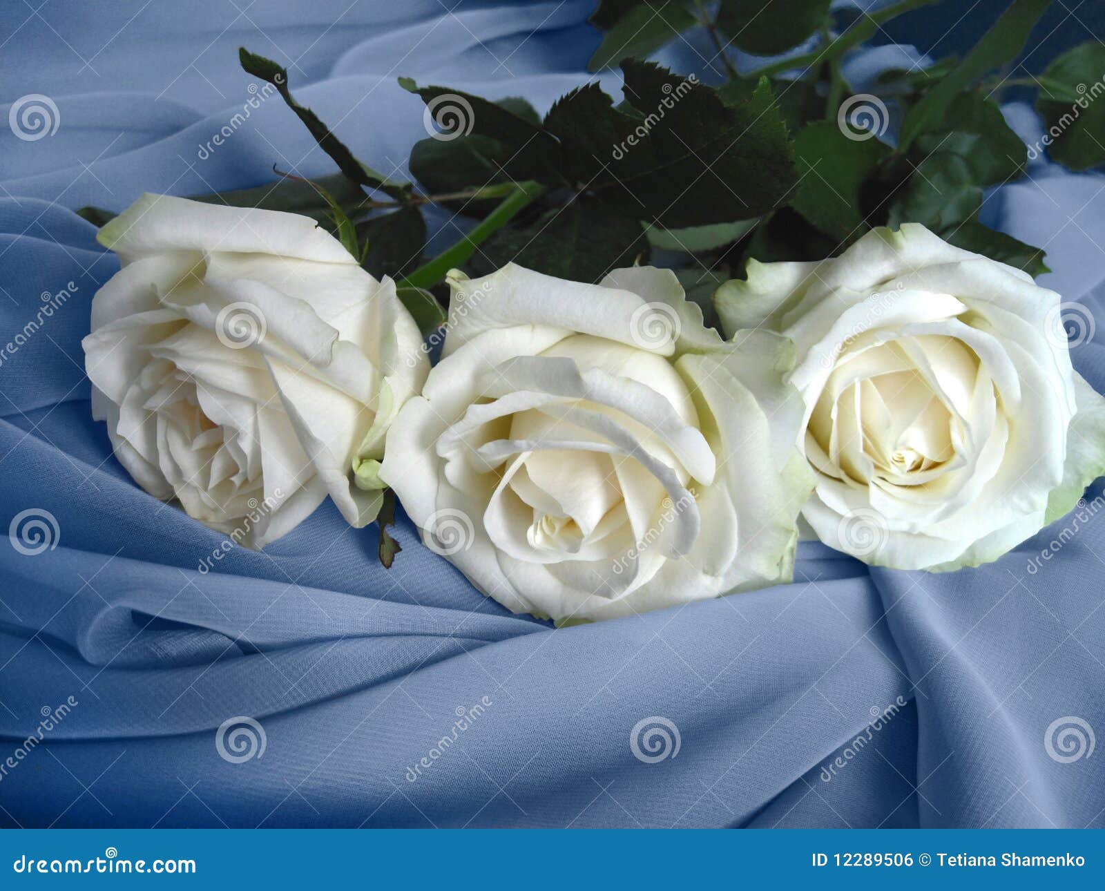Three white roses stock photo. Image of background, ornate - 12289506