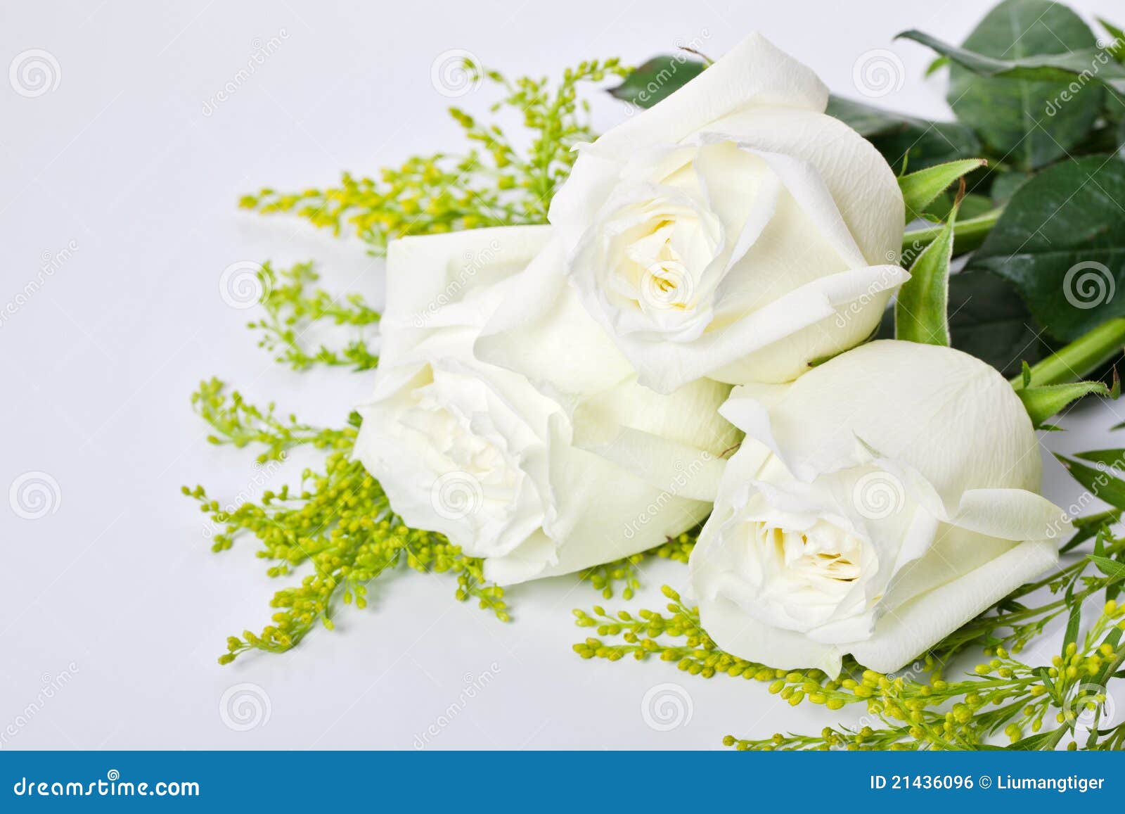 Three white roses stock photo. Image of white, love, stem - 21436096