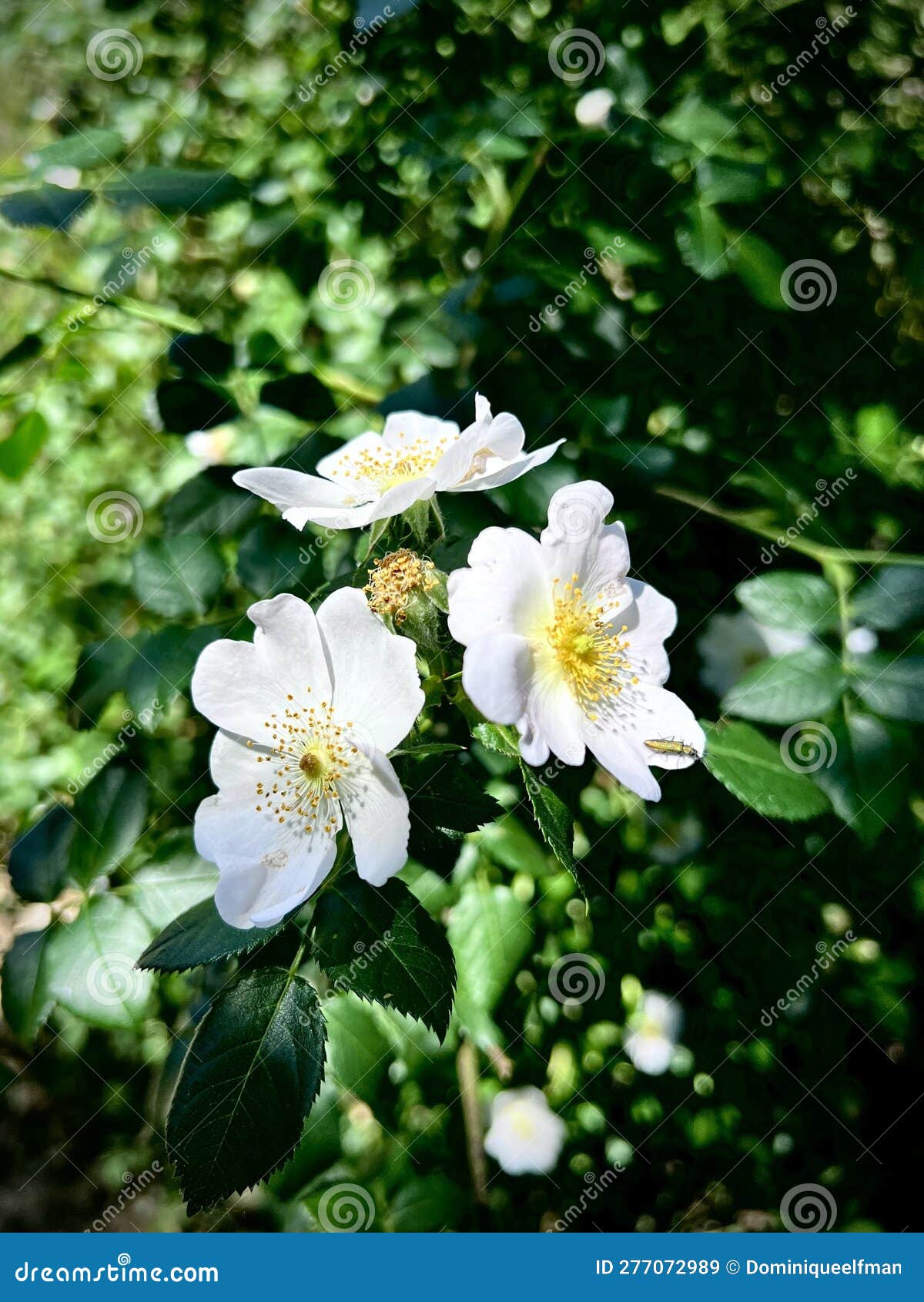 three white silvestre roses