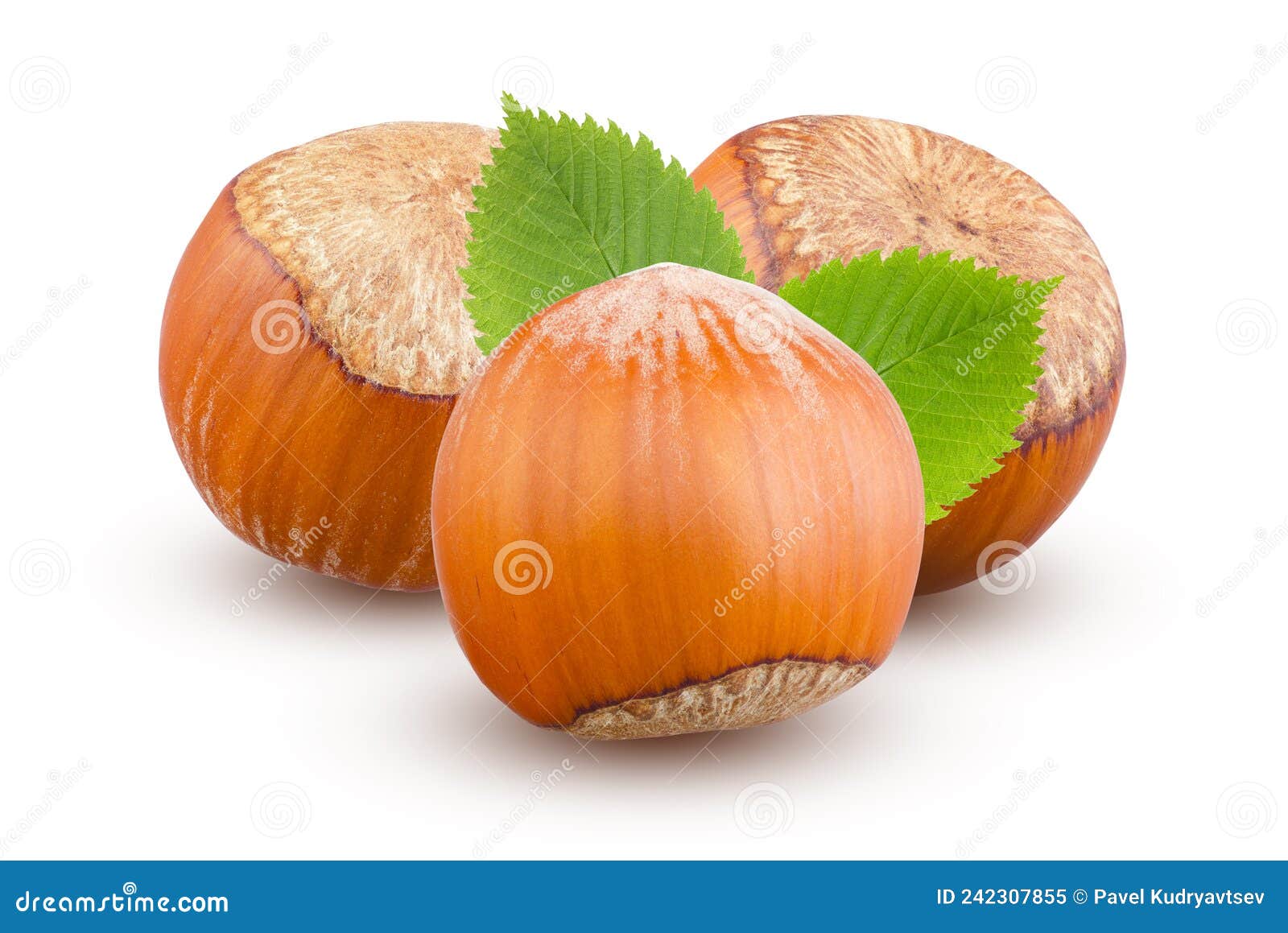 Three Whole Hazelnuts with Leaves Isolated on White Background. Premium