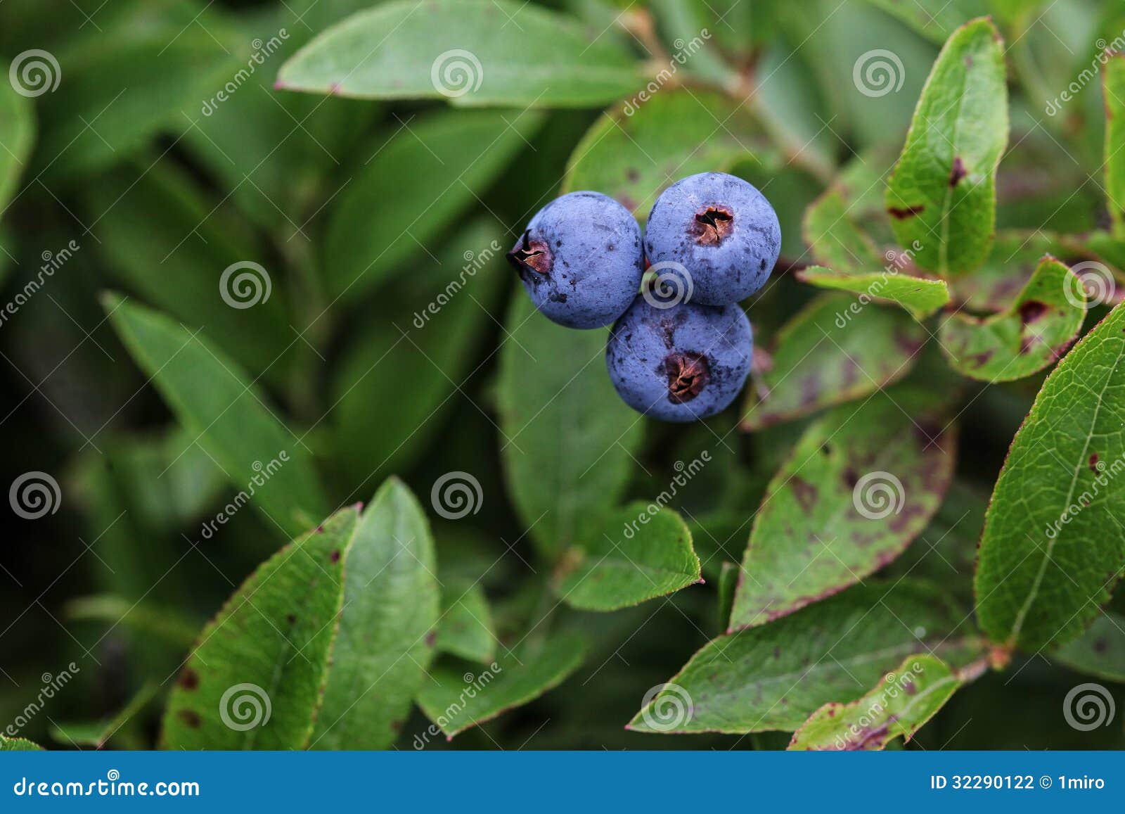 Wild Blueberry Bush. Dreamy Wild Blueberries Close Up On A Sunny Day