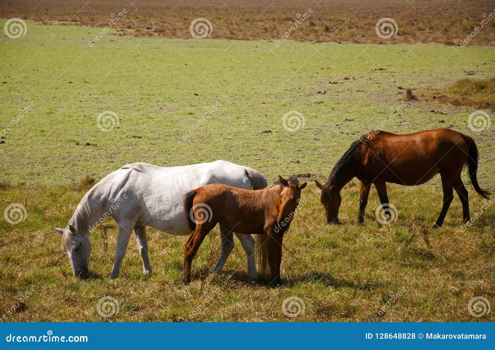 Three Wild Horses in the Field Stock Photo - Image of outdoor, field ...