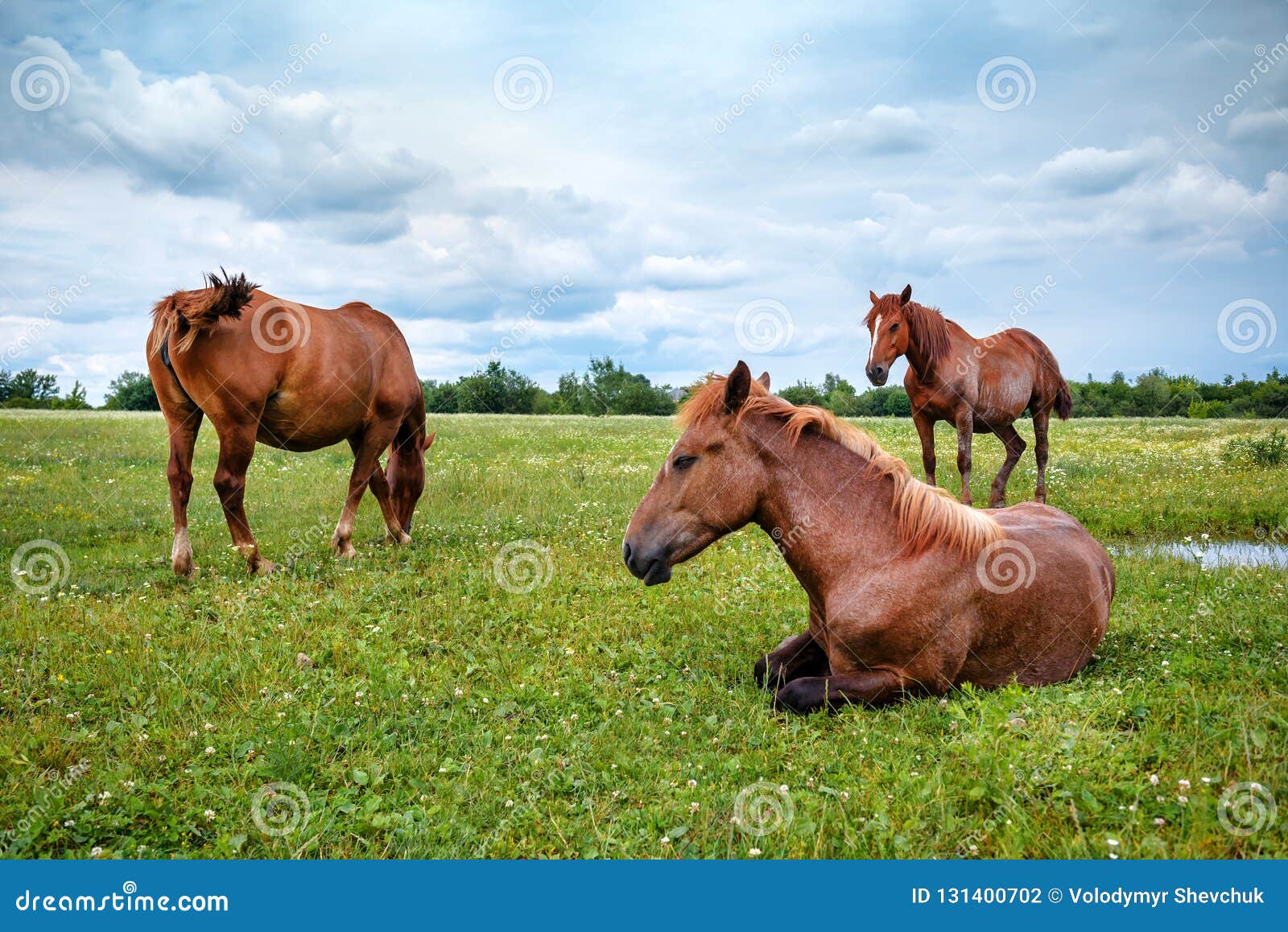 Download Three Wild Horses In The Pasture Stock Photo - Image of ...