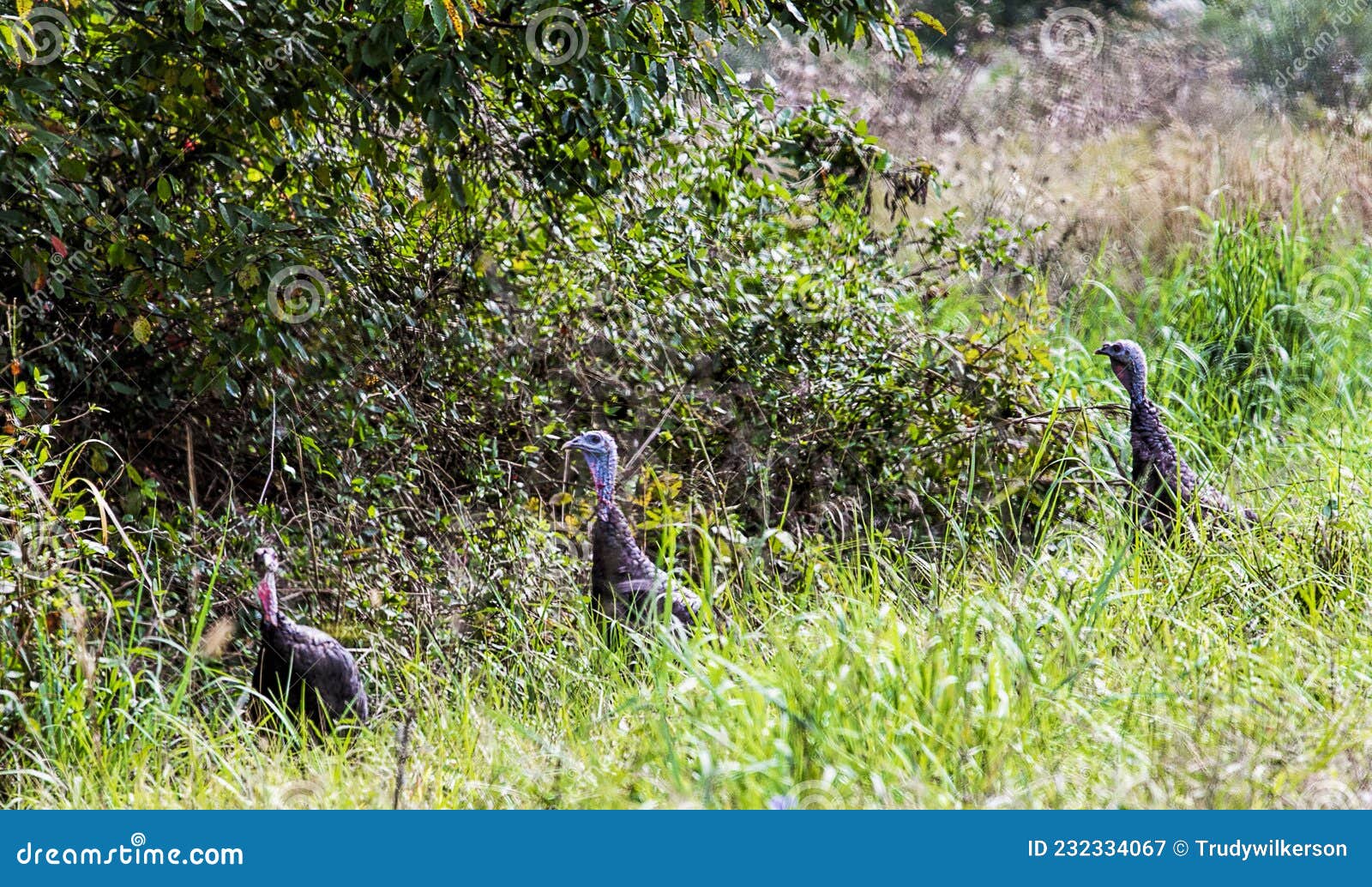 Three Wild Turkeys Roaming the Wetlands Stock Image Image of natural, closeup 232334067