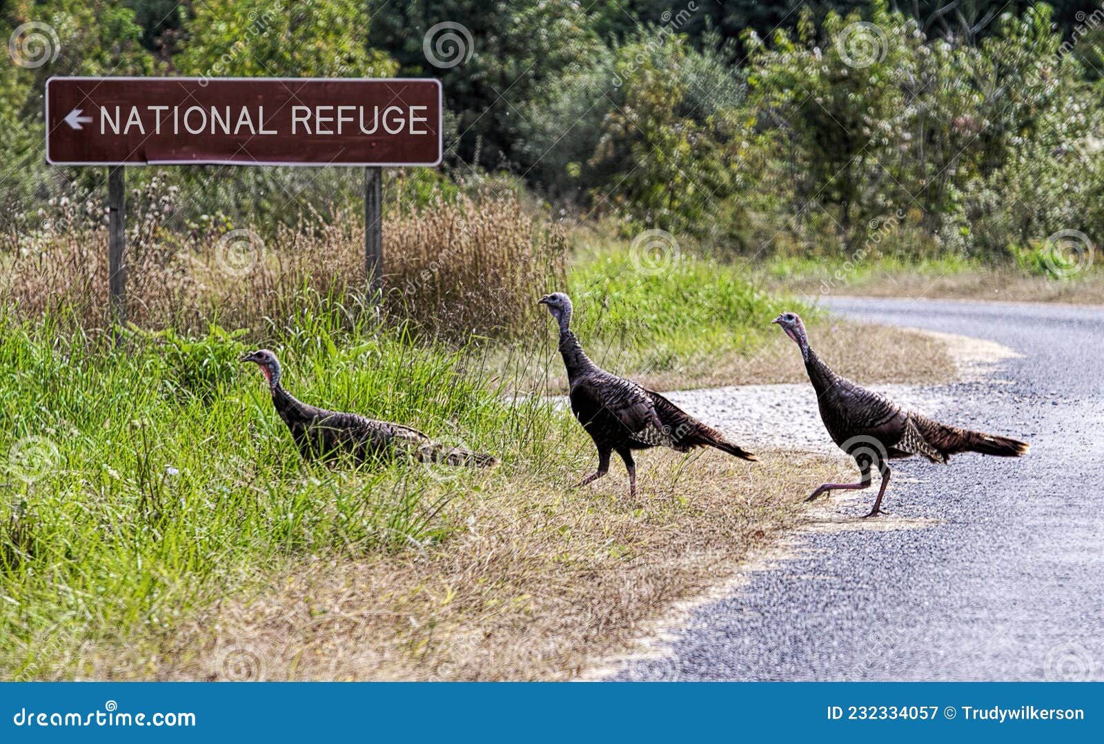 Three Wild Turkeys Roaming the Wetlands Stock Image Image of brown, america 232334057