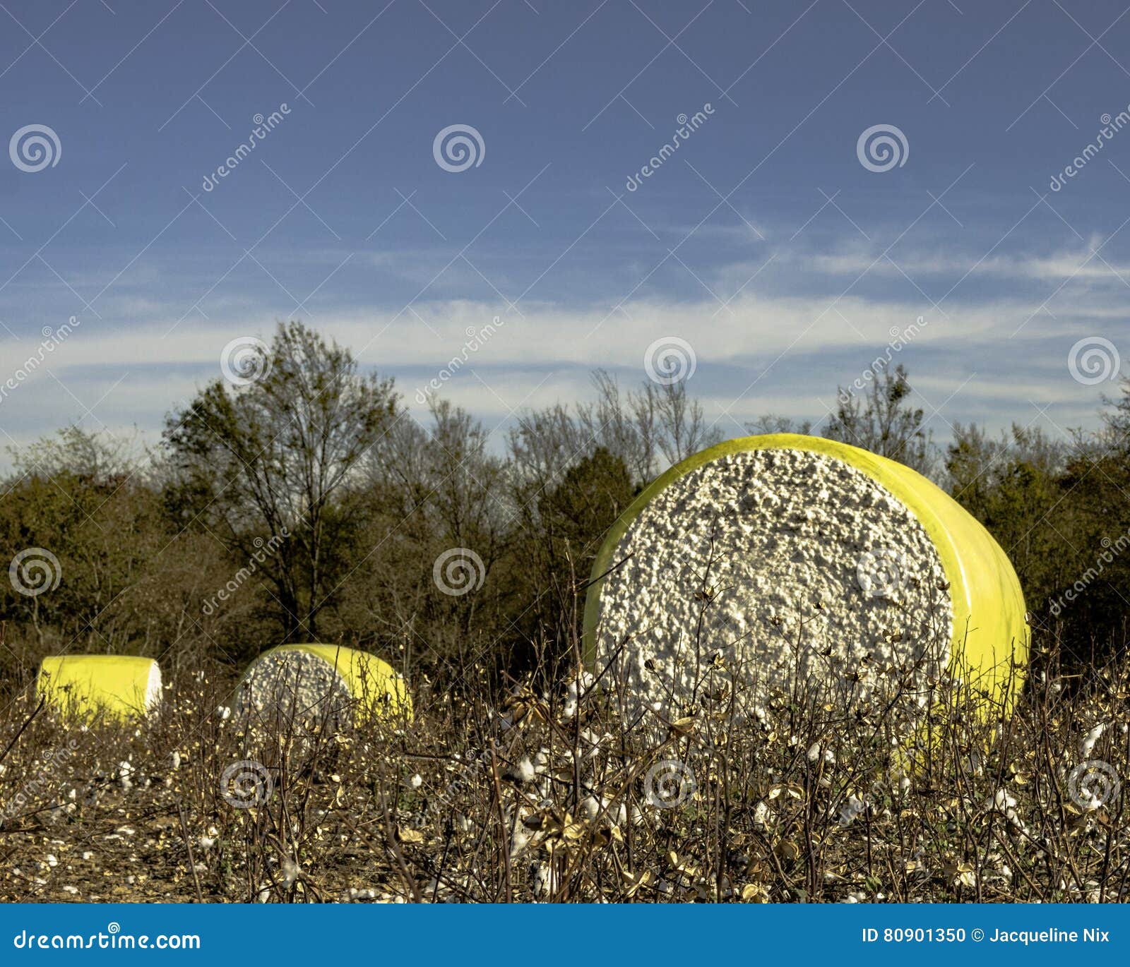 Three Wrapped Cotton Bales in a Harvested Field Stock Photo Image of