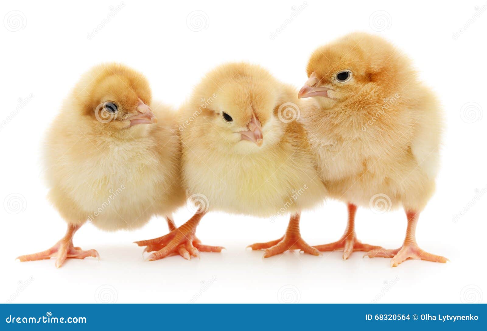 Three yellow chickens. Three yellow chickens on white background.