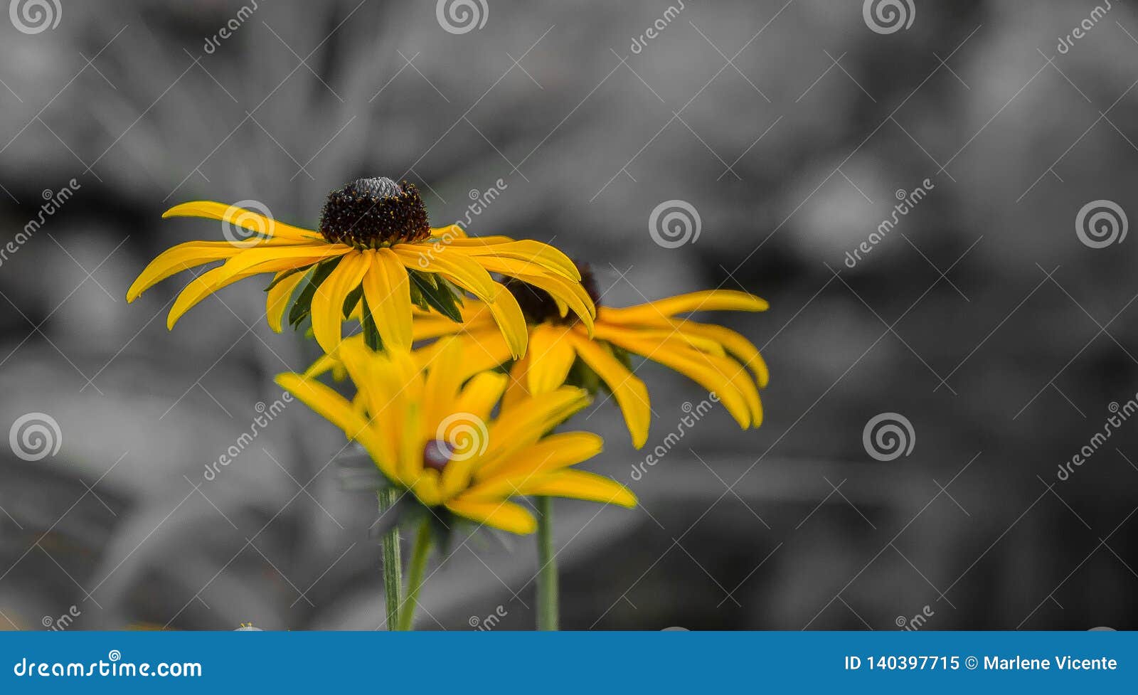Three Yellow Daisies with Black and White Background Stock Image