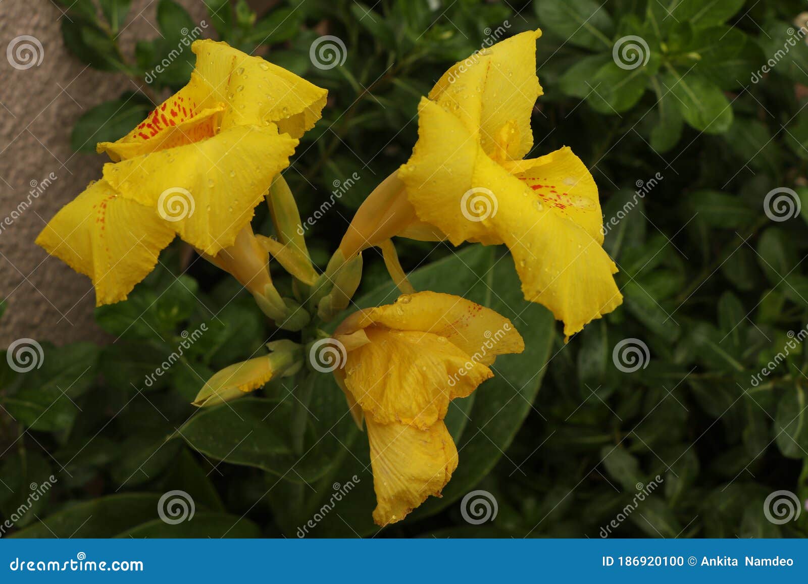 Three Yellow Flower Bloom in Morning Stock Photo Image of ecology