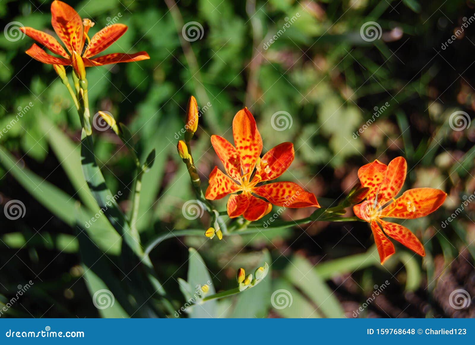 three yellow and orange tiger lilies