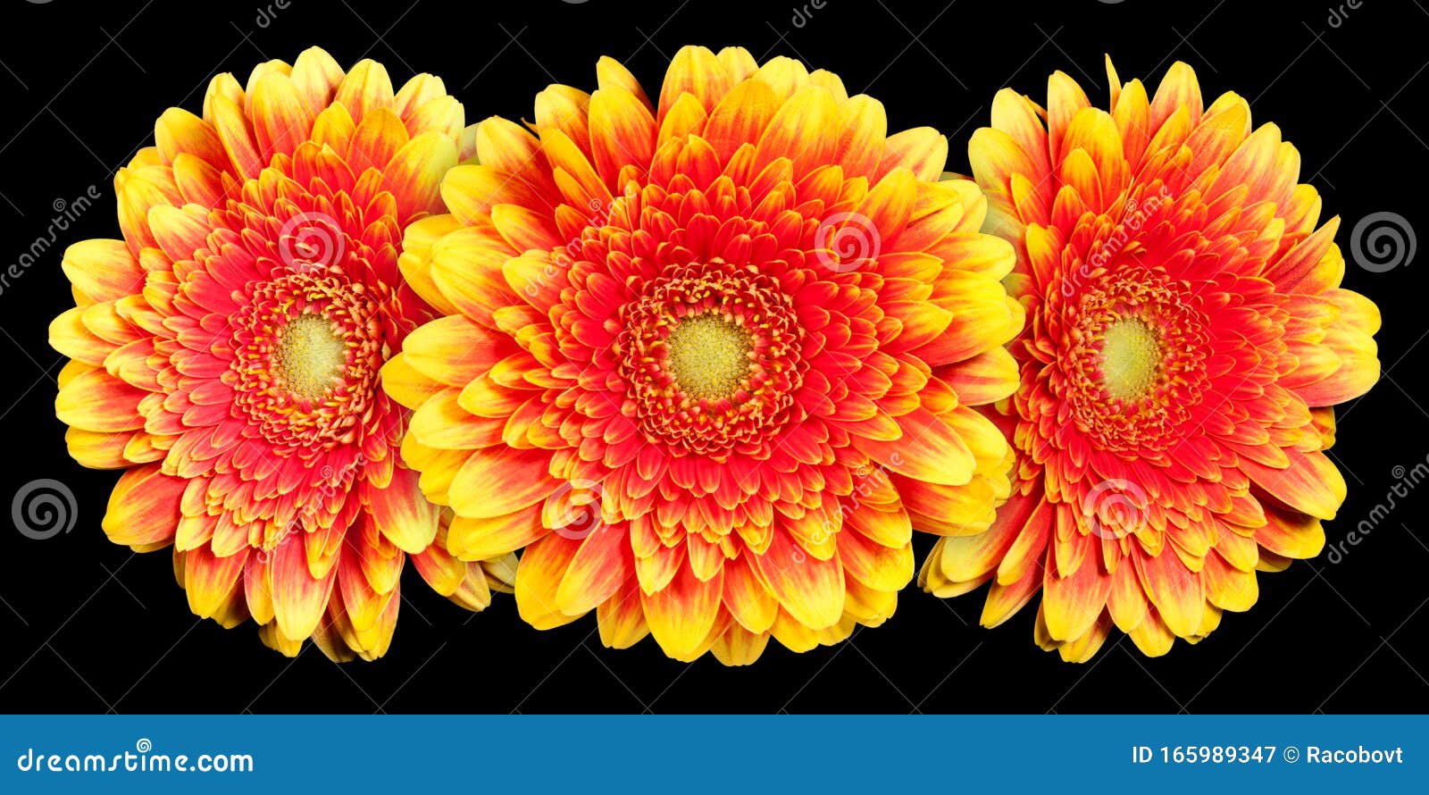 Three Yellow with Red Gerbera Flower on Black Stock Image Image of