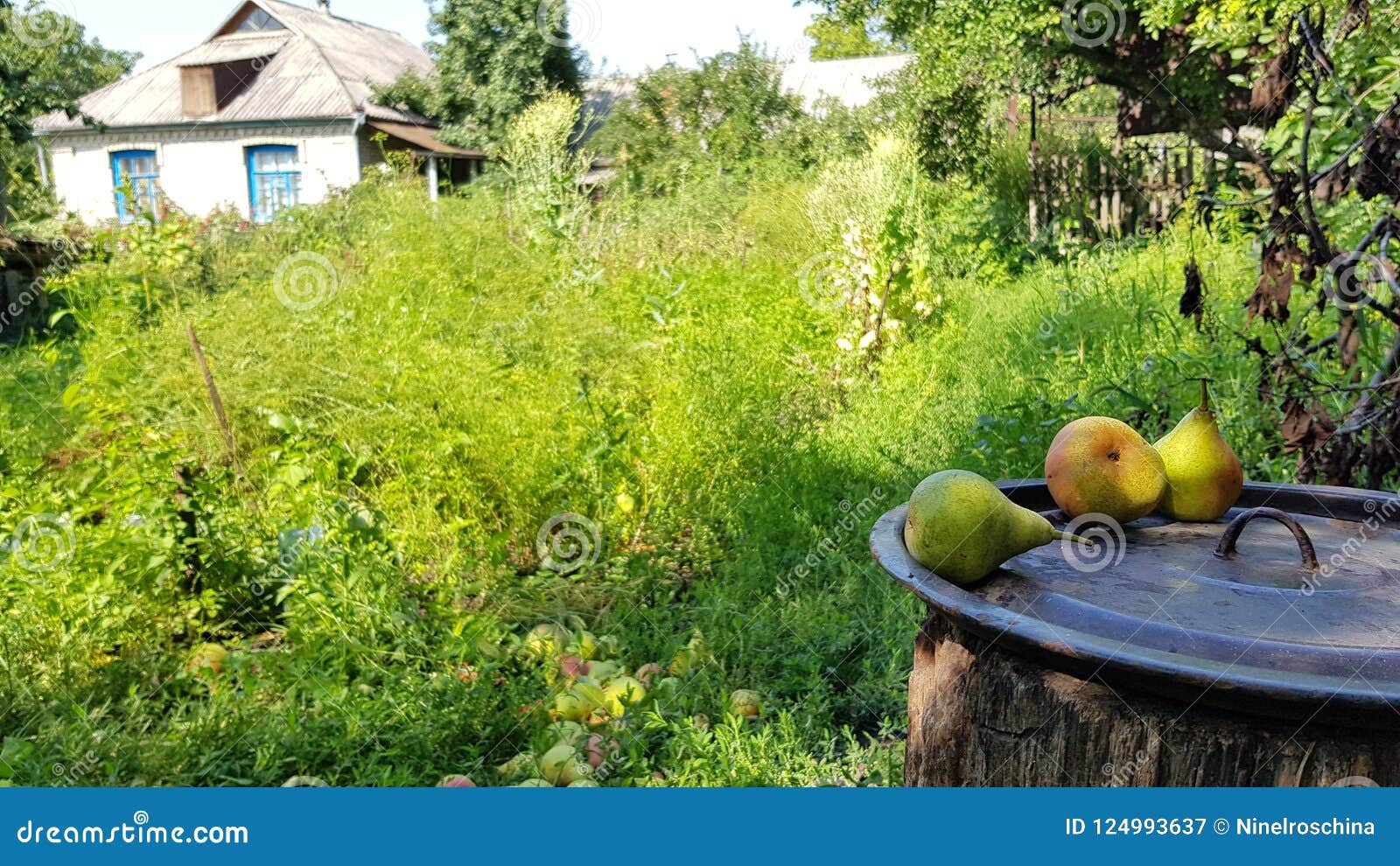 Scene Of Village In Ukraine Stock Image Image Of Fresh Juicy