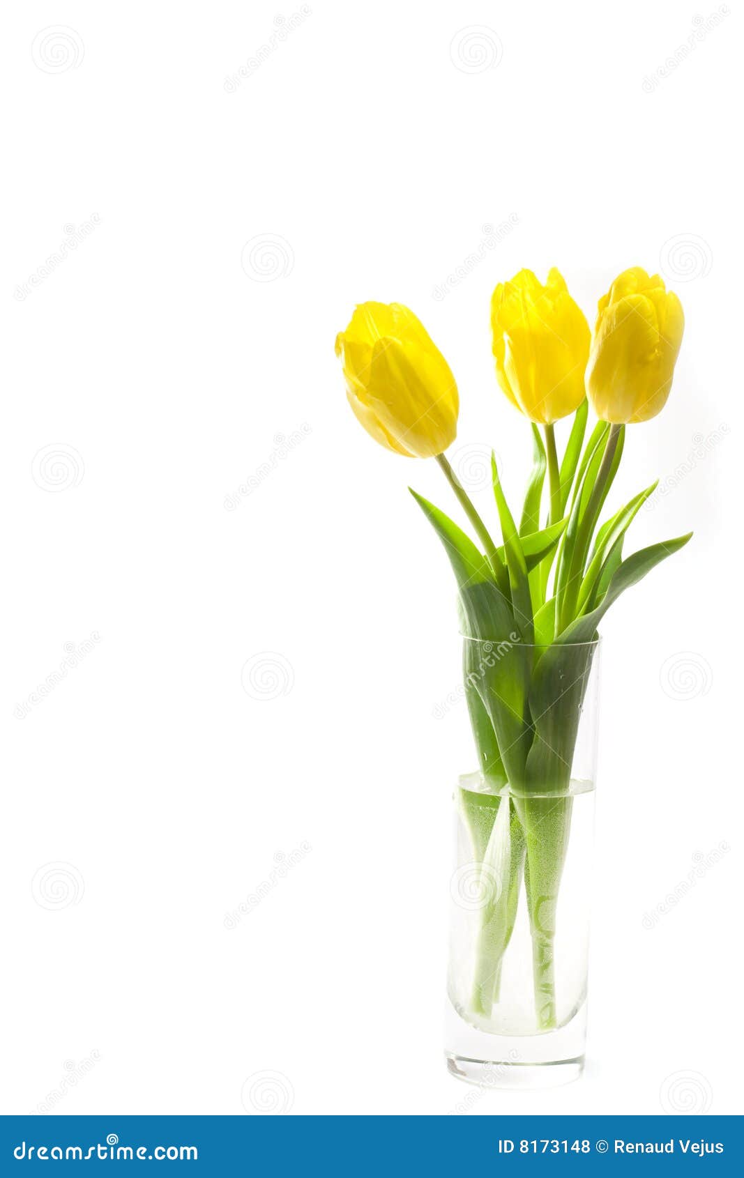 Three Yellow Tulips in the Vase Stock Photo Image of happy