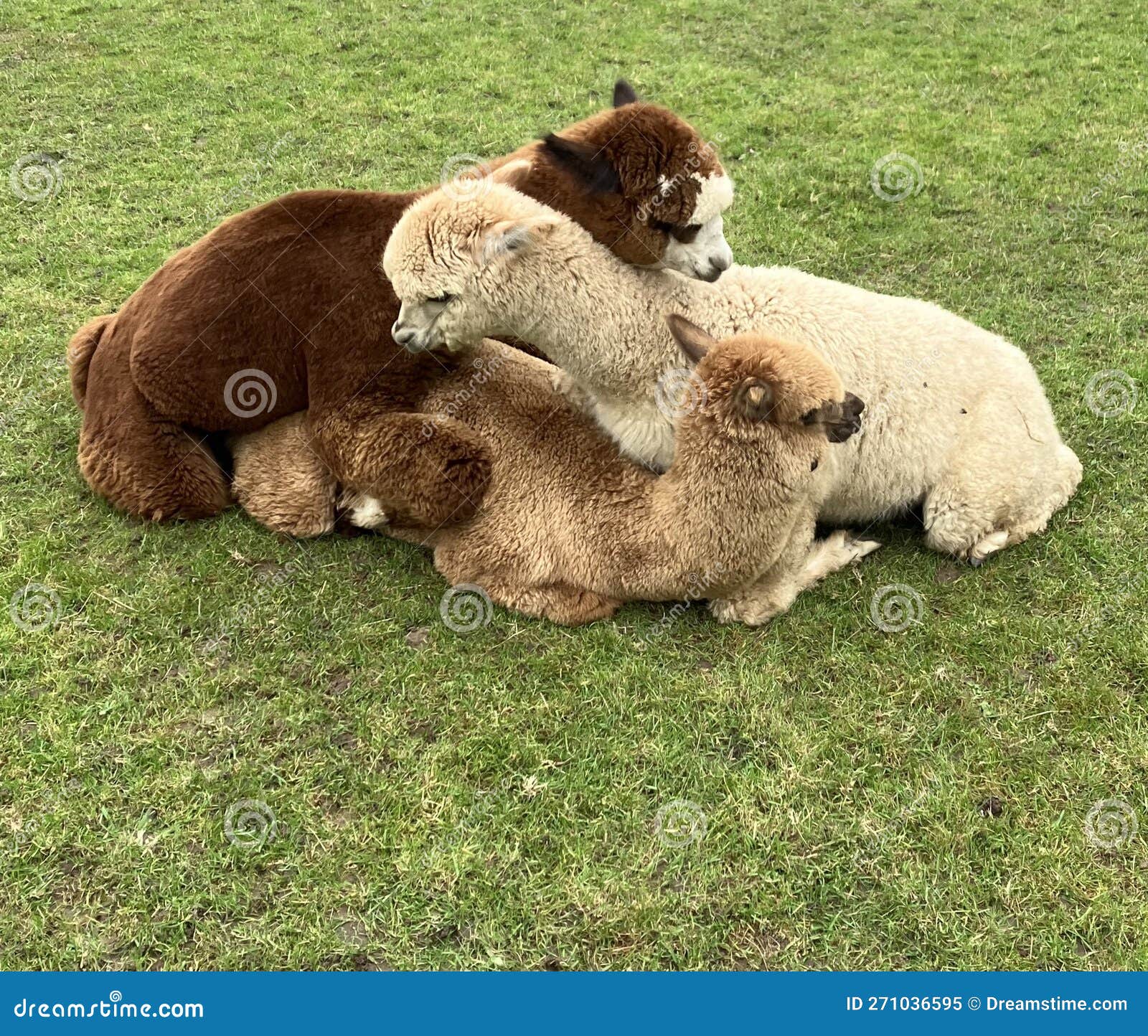 three young alpacas