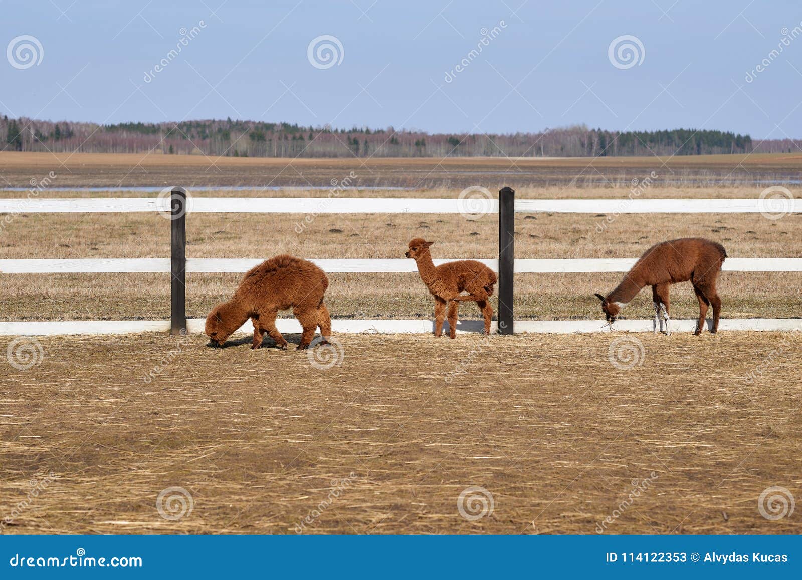 Three Young Alpacas Eat Grass Stock Image Image of livestock, brown