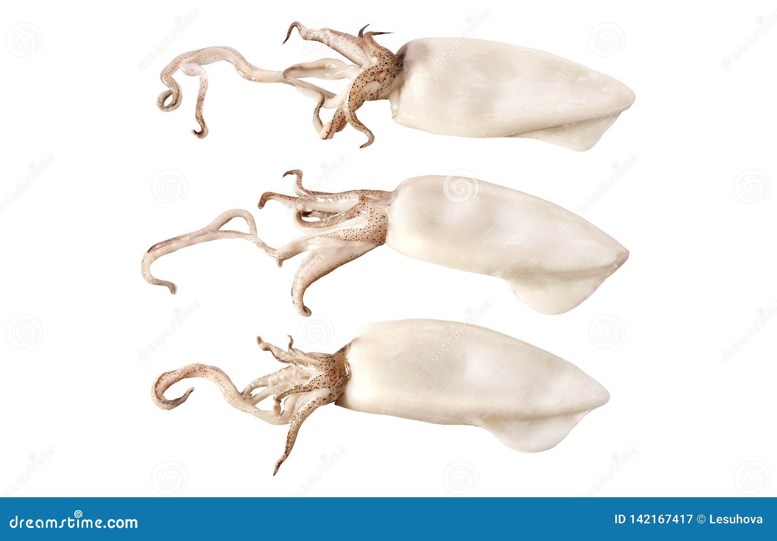 Three Young Baby Squid Stock Image Image Of Eating