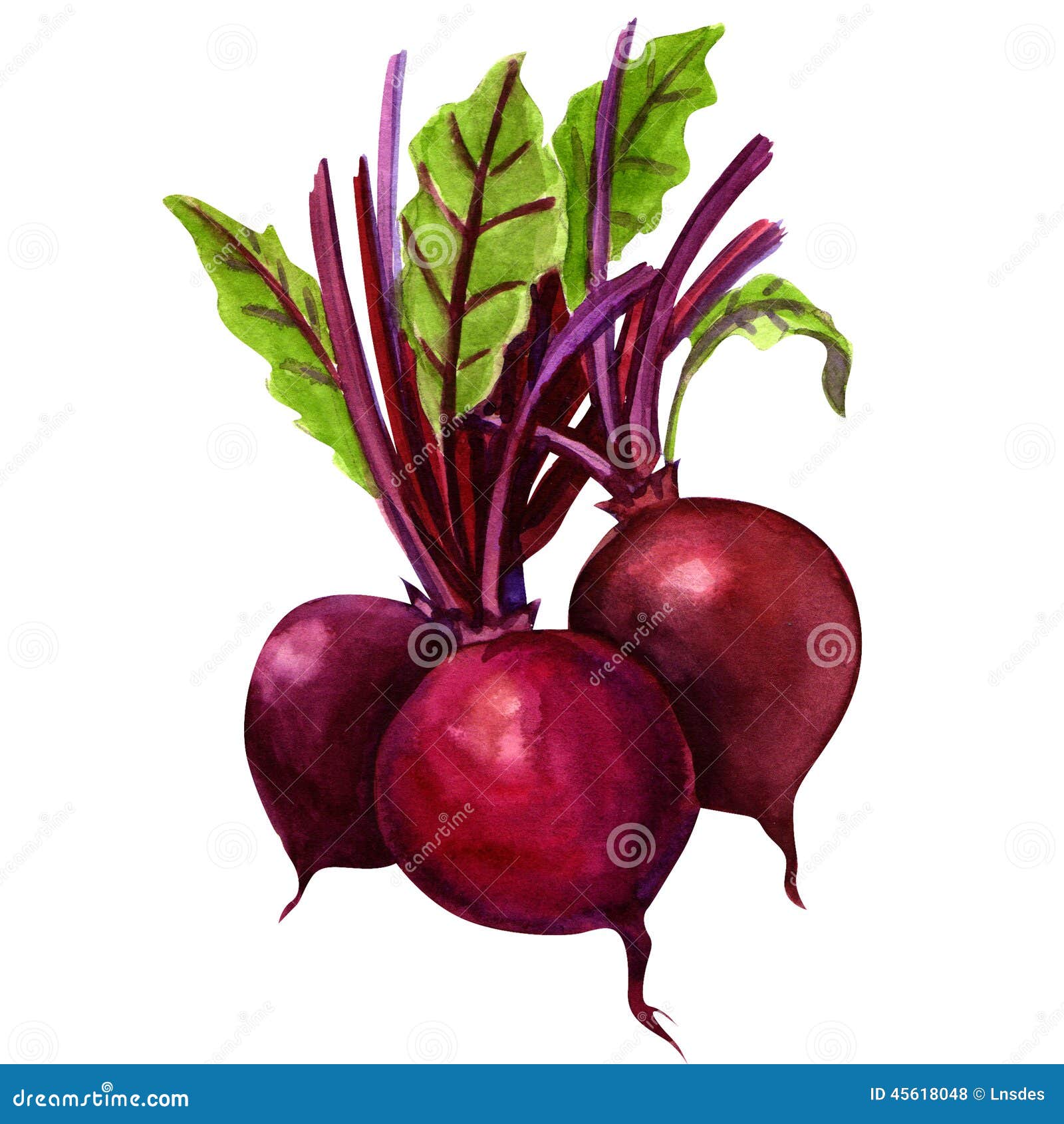 free clipart beets - photo #43