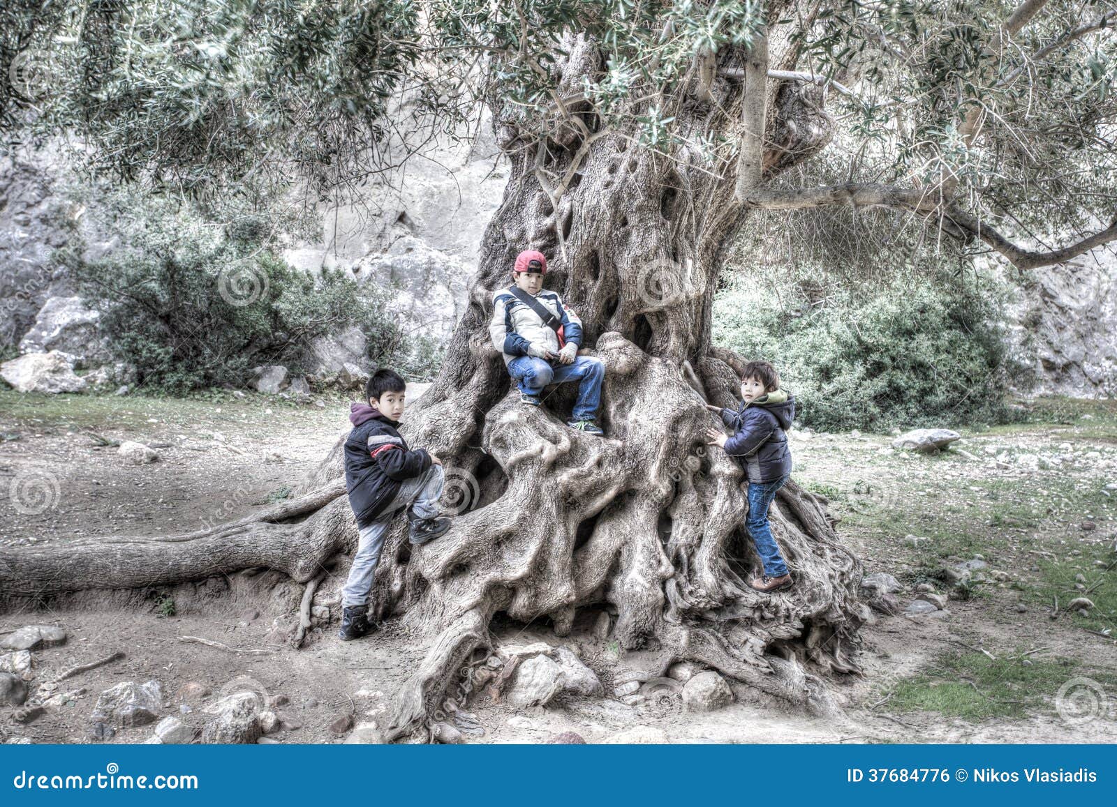 three young children playing on a gnarled tree