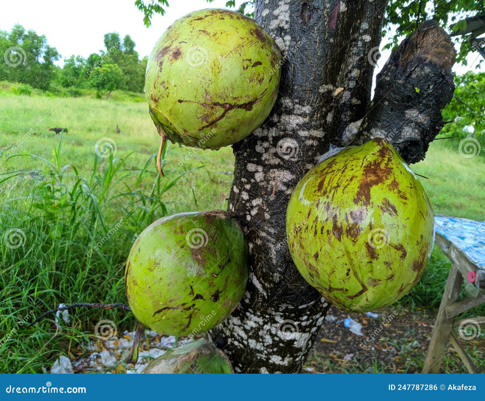 Three young coconuts stock photo. Image of produce, vitamin 247787286