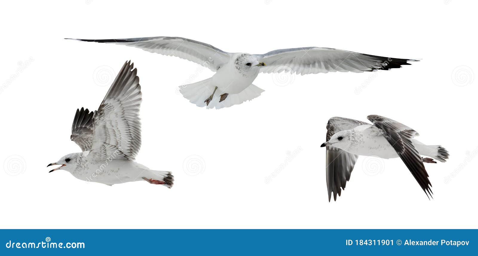 Three Young European Herring Gulls Flight Isolated on White Stock Image