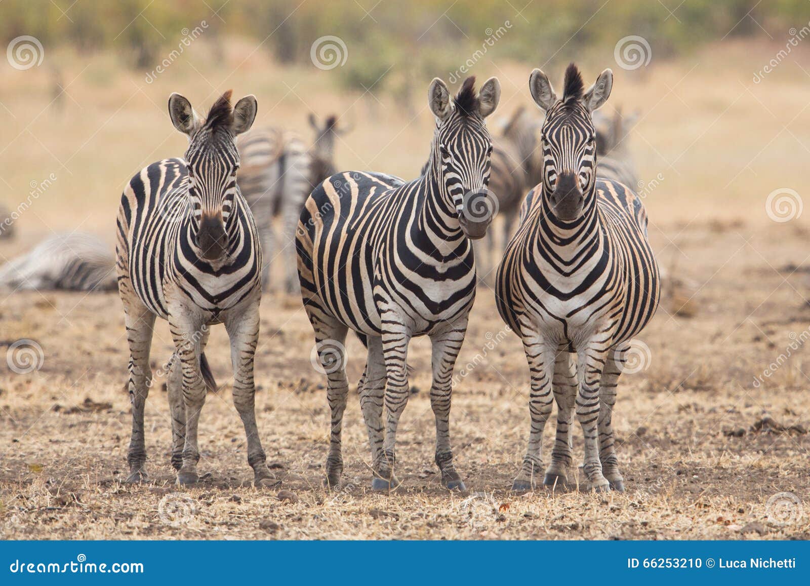 Three Zebras, Kruger Park, South Africa Stock Photo Image of animals