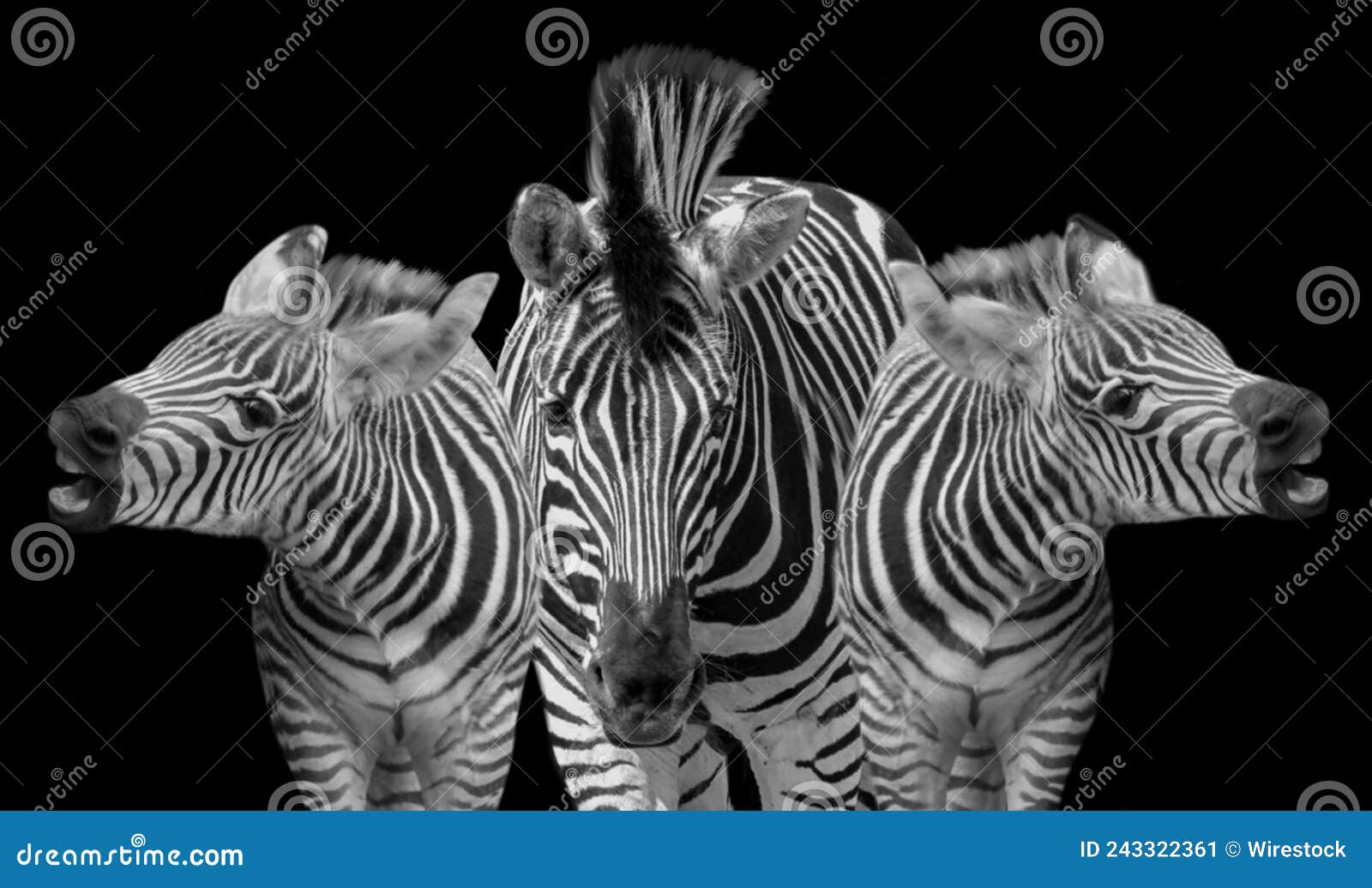 Zebras On Black Background Isolated Close Up Side View, Two Zebra Head