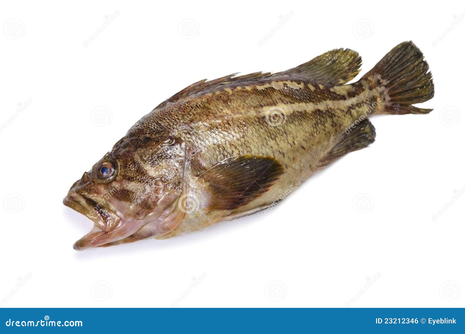 Threestripe rockfish stock photo. Image of dinner, eating 23212346