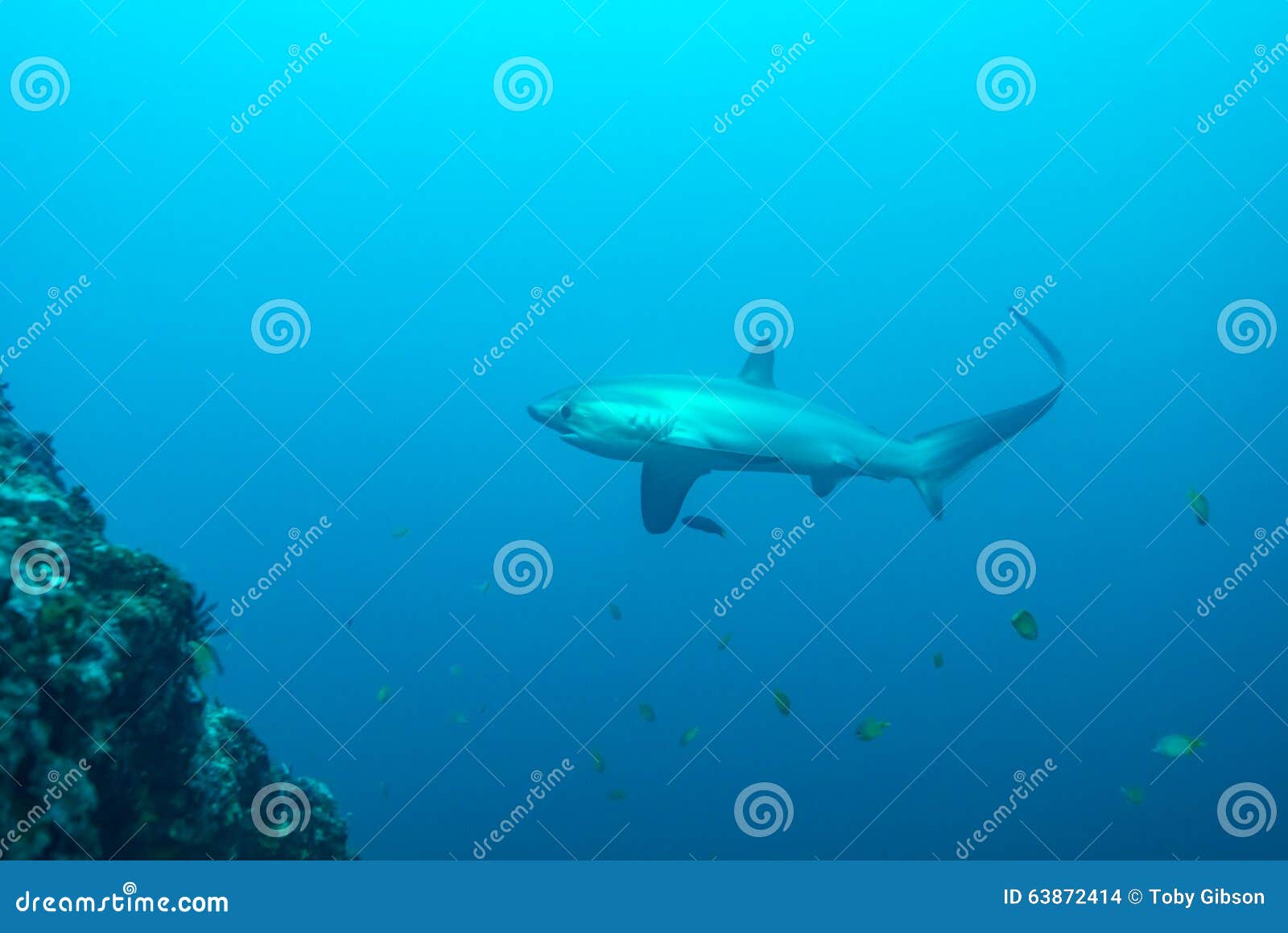 thresher shark