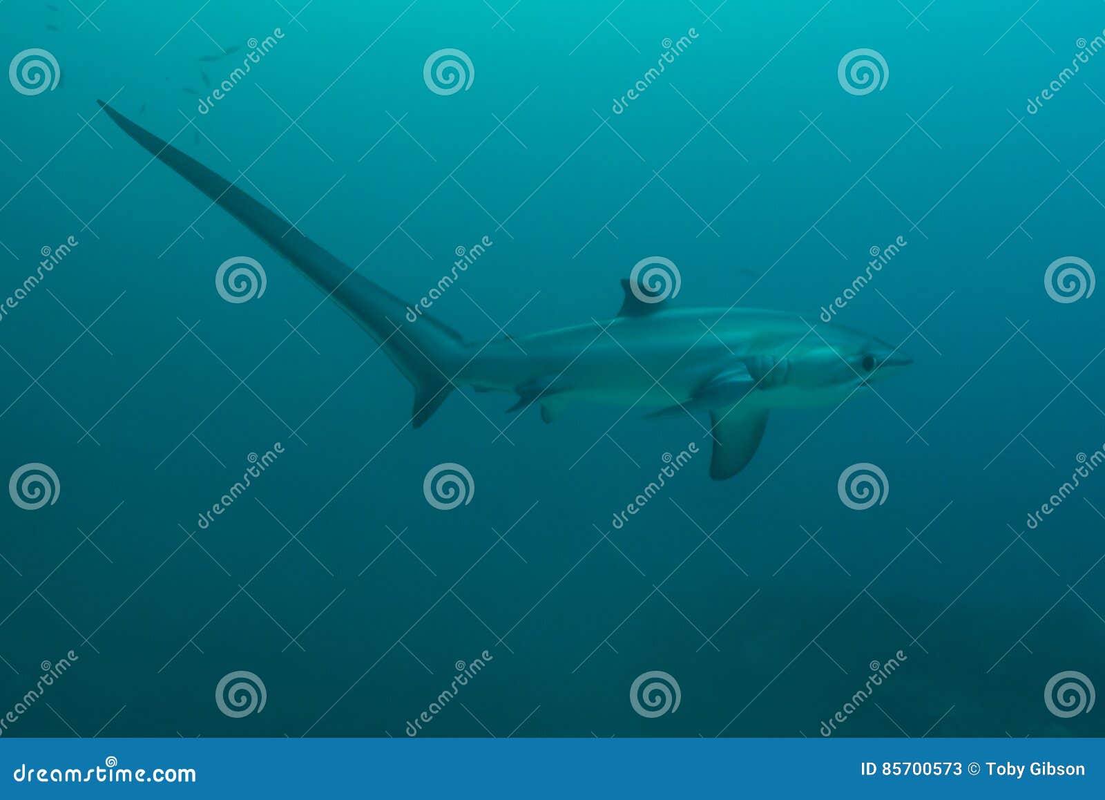 thresher shark profile
