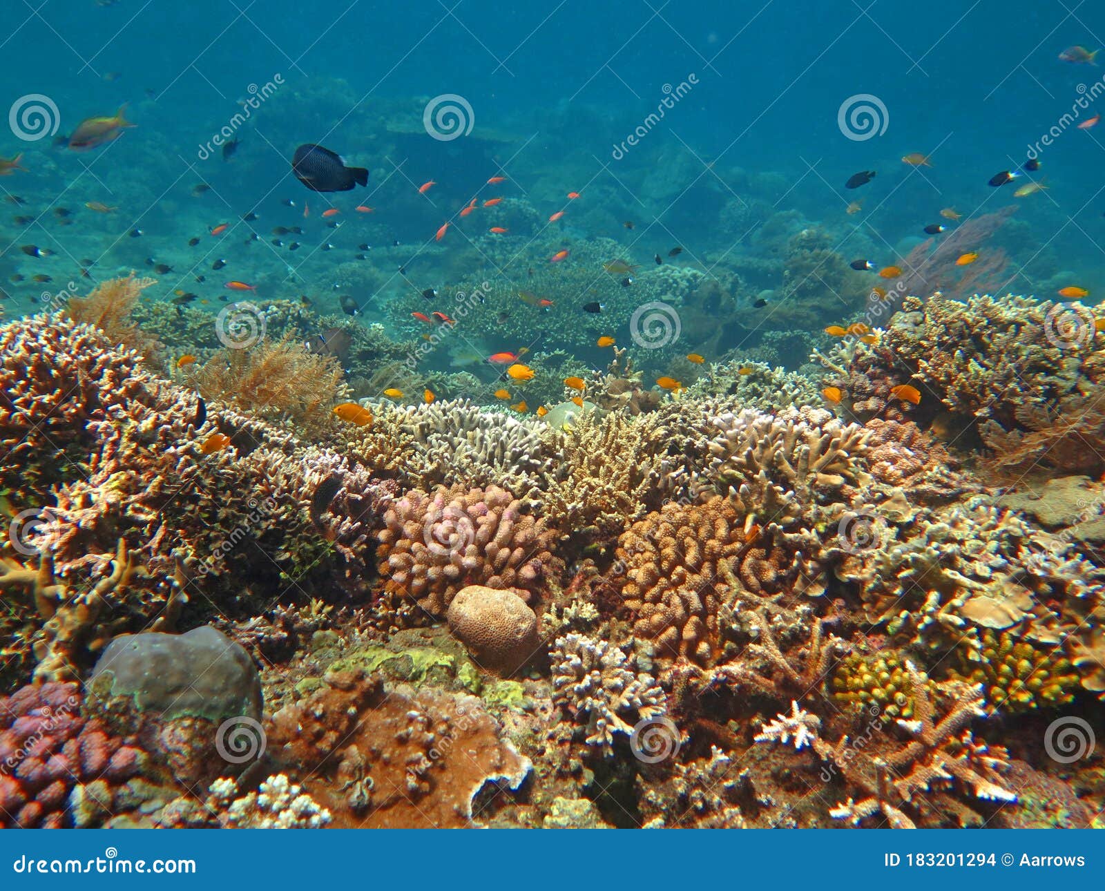 Thriving Coral Reef Alive with Marine Life and Shoals of Fish Stock ...