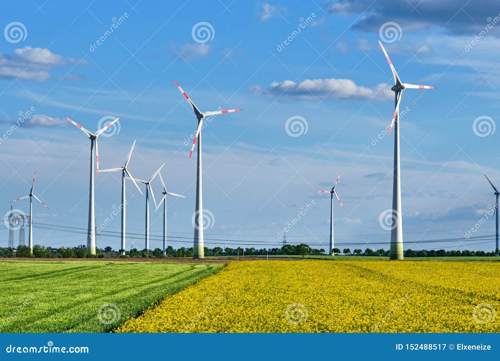 thriving rapeseed field with wind turbines and power lines