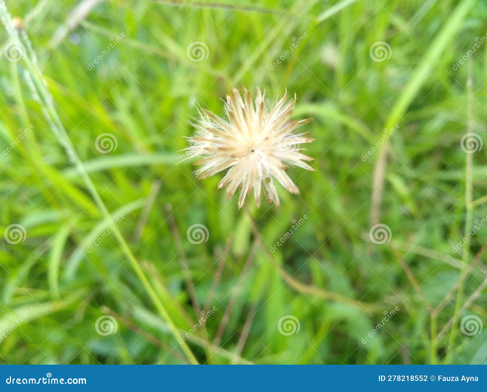 A Thriving Weed with Unique White Flowers Stock Photo Image of