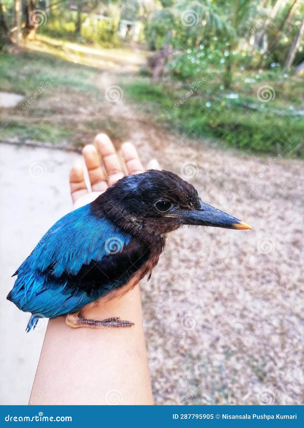 throated kingfisher on hand