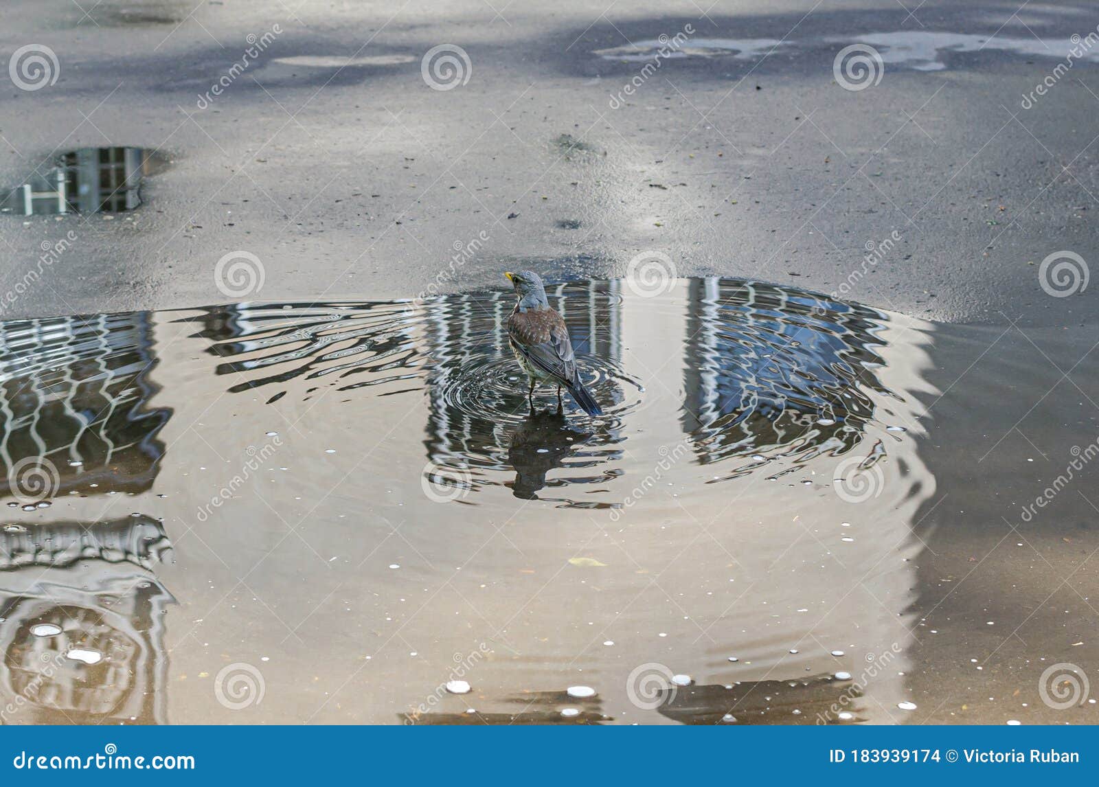 throstle bathes in a puddle