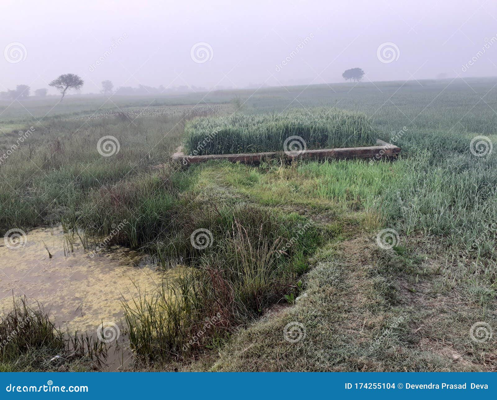Throw Your Glance and Find Beauty Stock Photo Image of beauty, unique