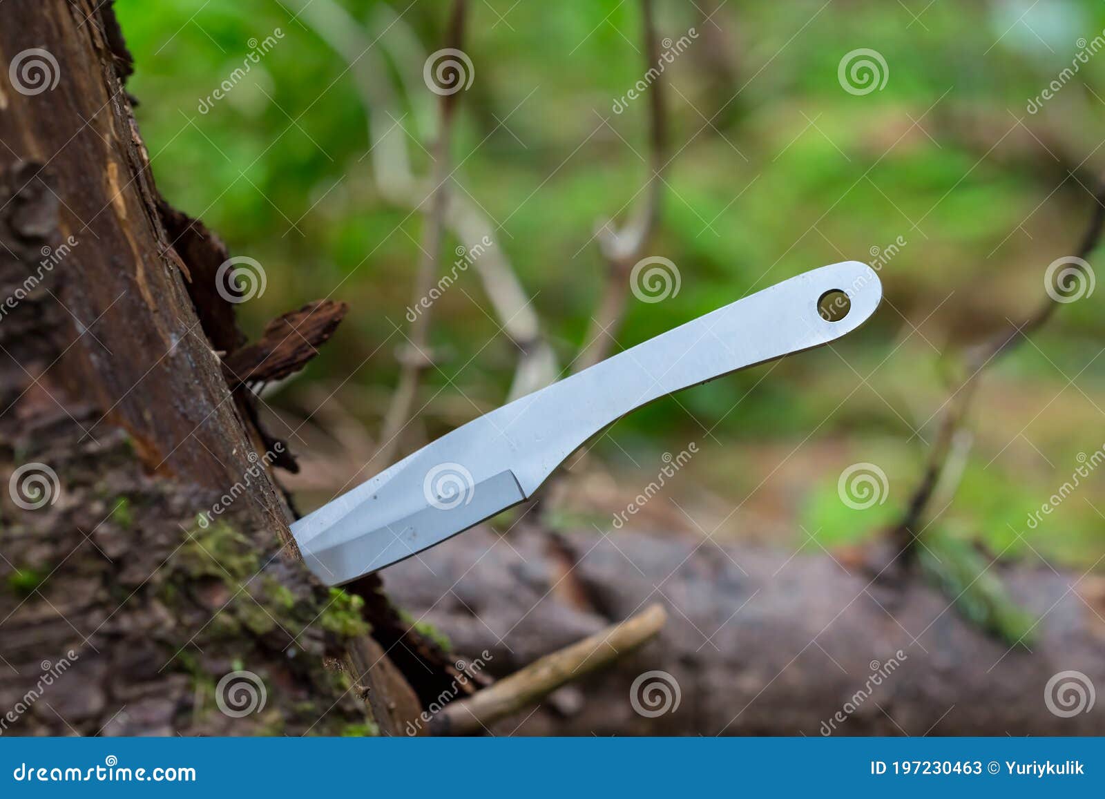 Throwing Knife Punch into a Tree Stock Image Image of sport, barrel