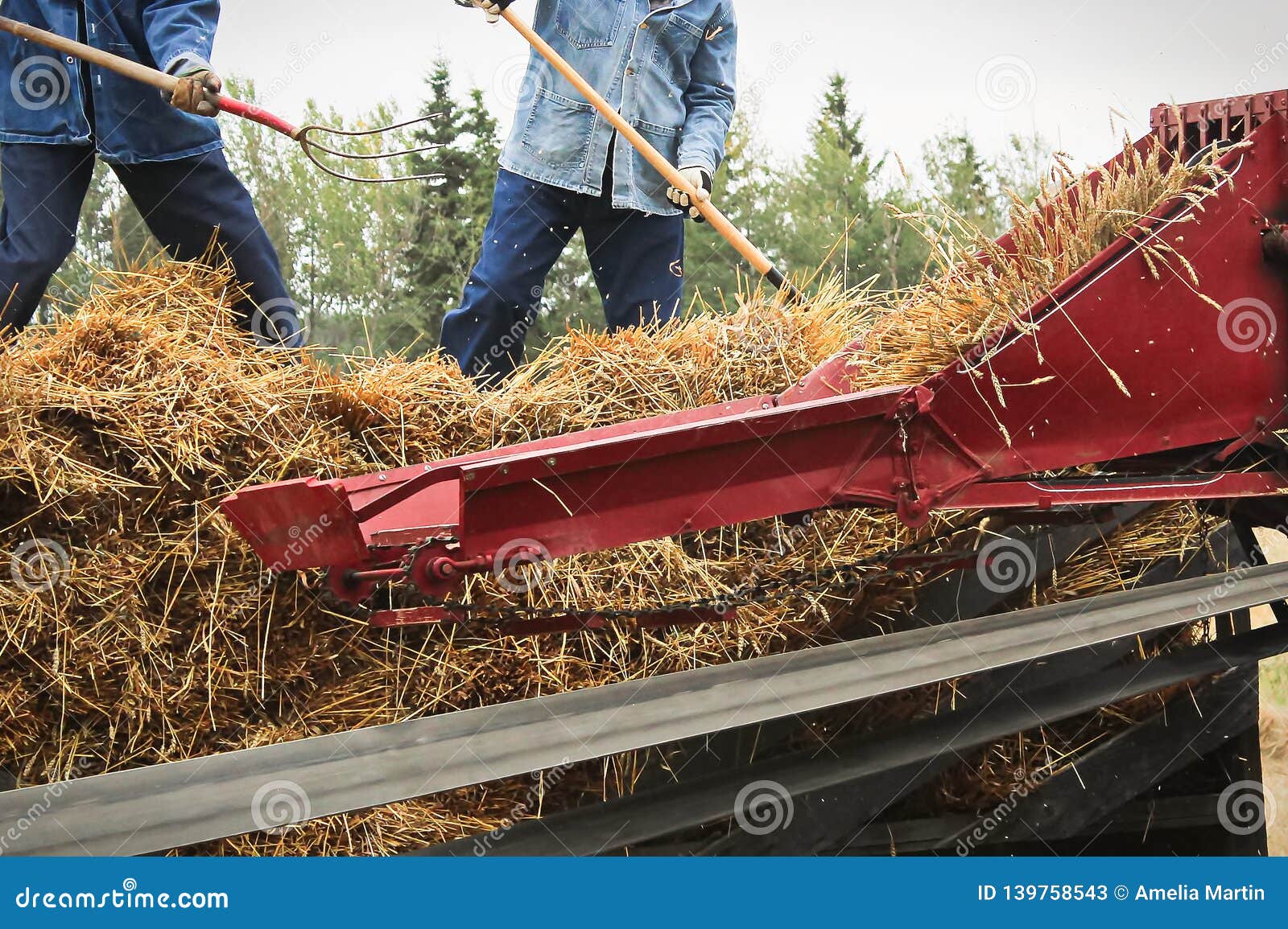 Throwing Wheat into a Threshing Machine with Pitch Forks Stock Image