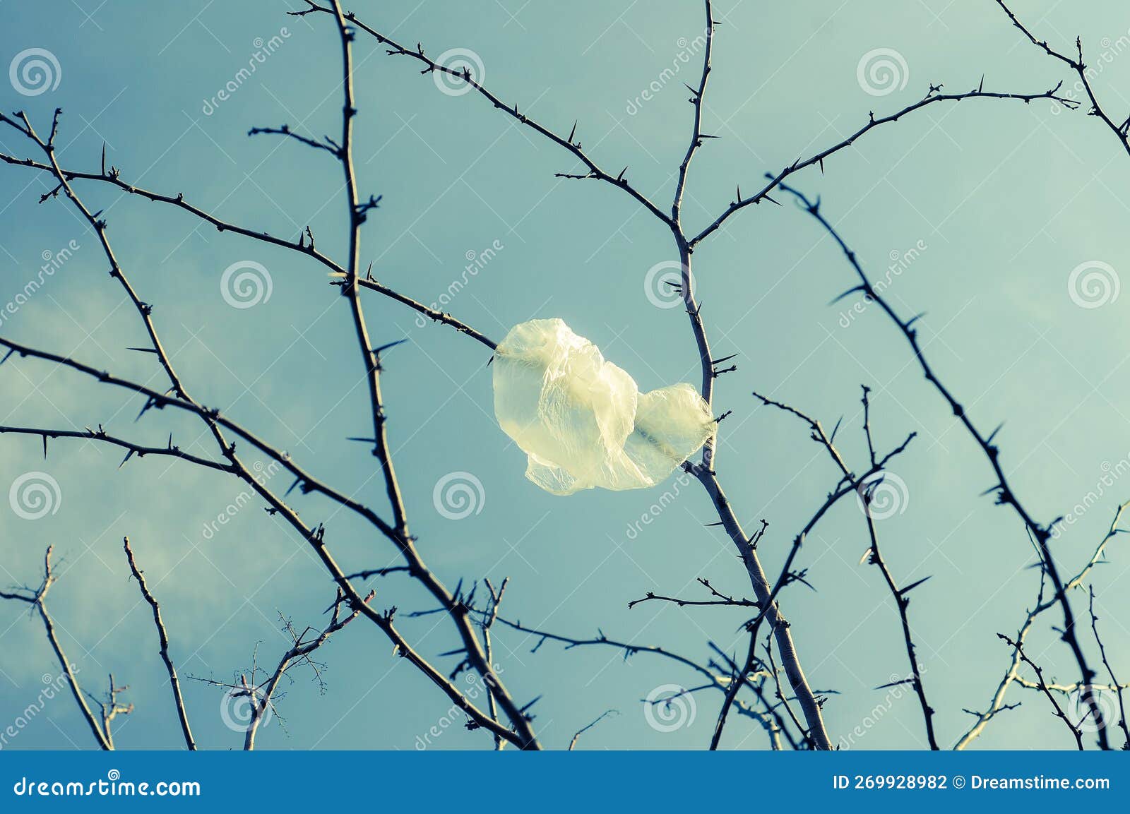 Thrown Away Plastic Bag on the Branch. Stock Photo Image of rubbish