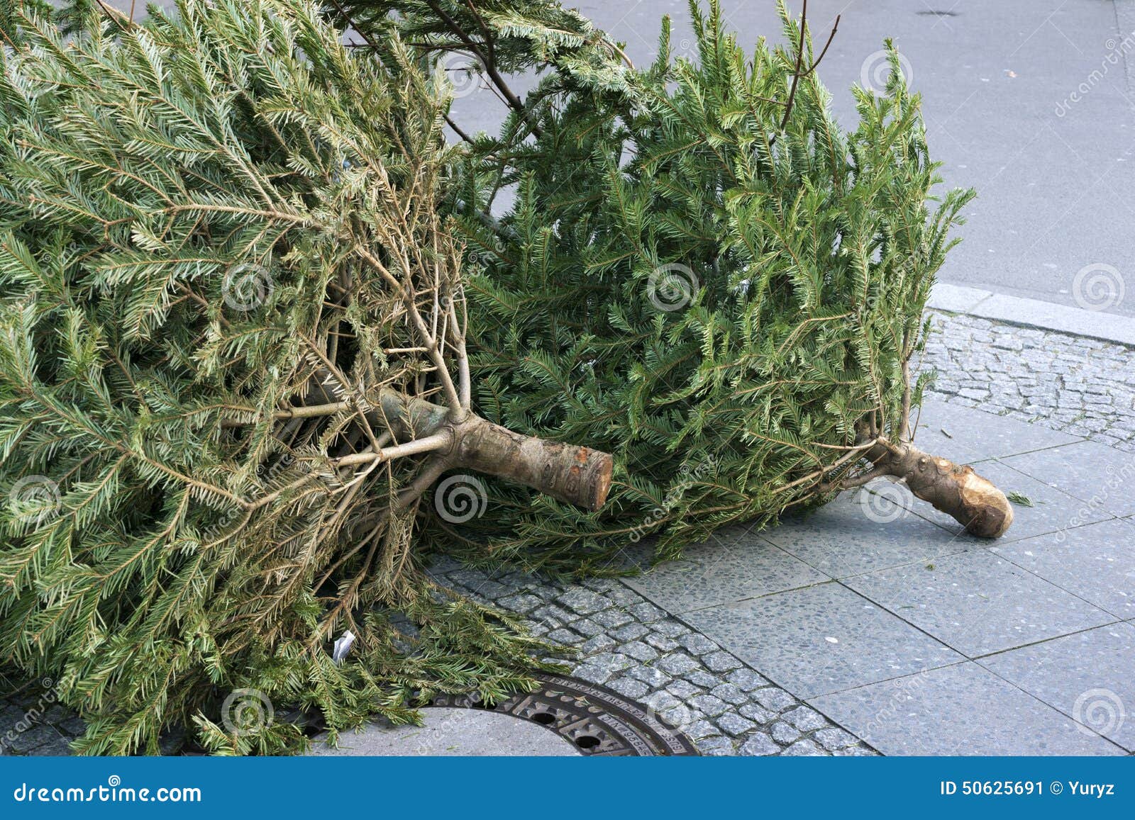 Thrown trees stock image. Image of city, christmas, remains 50625691