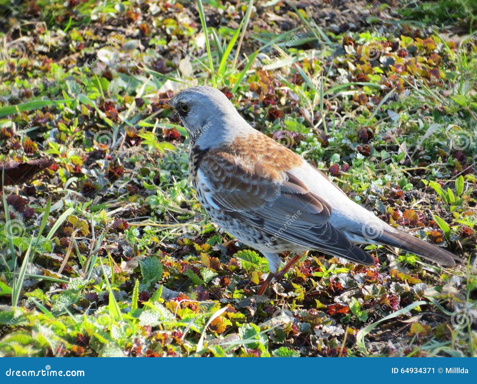 Thrush bird on grass stock image. Image of body, wild - 64934371