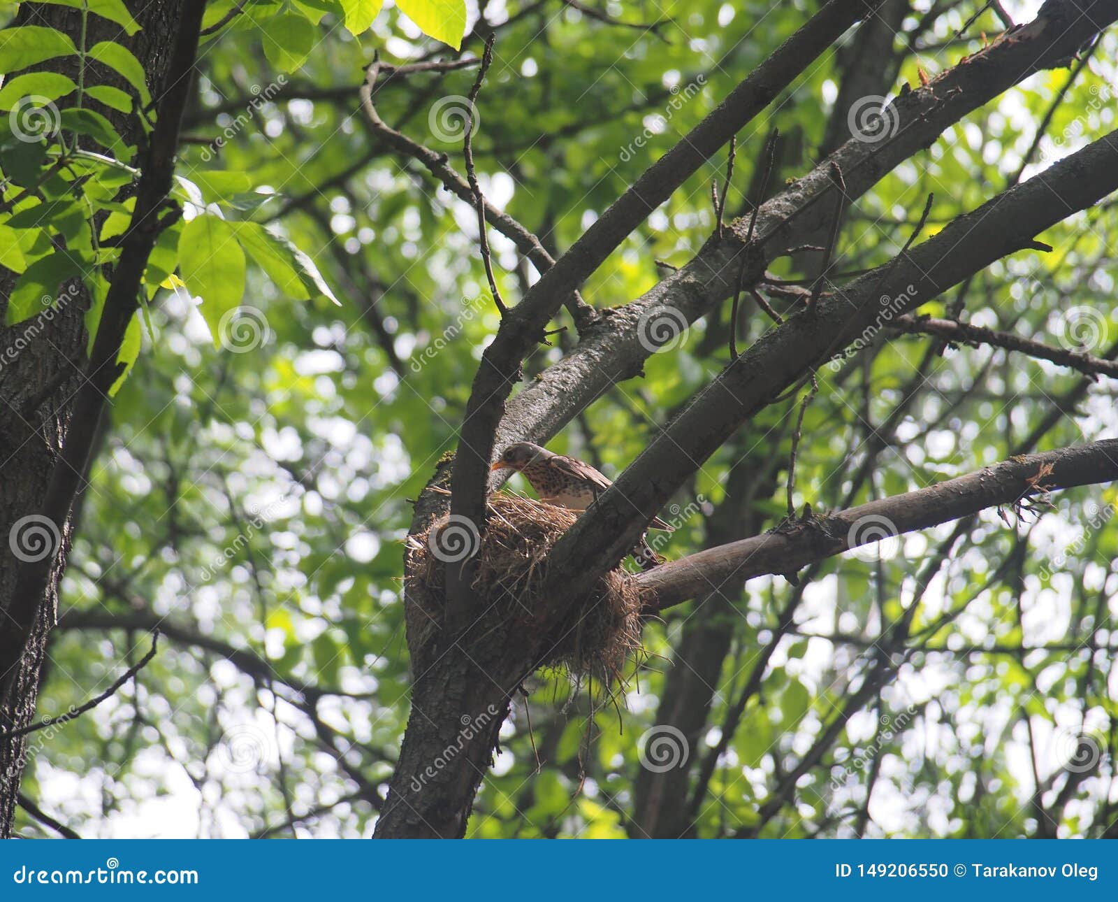 The Thrush Flew To the Nest To Feed the Chicks Stock Photo - Image of