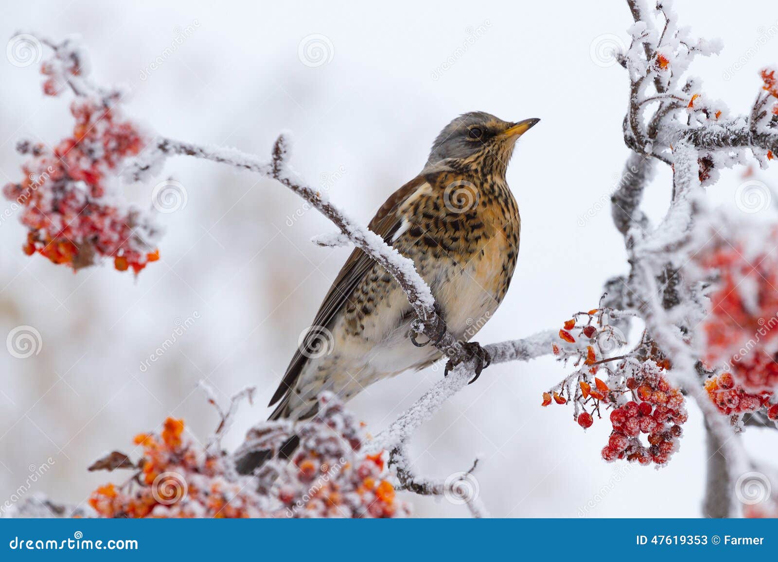 thrush siting on a rowan tree