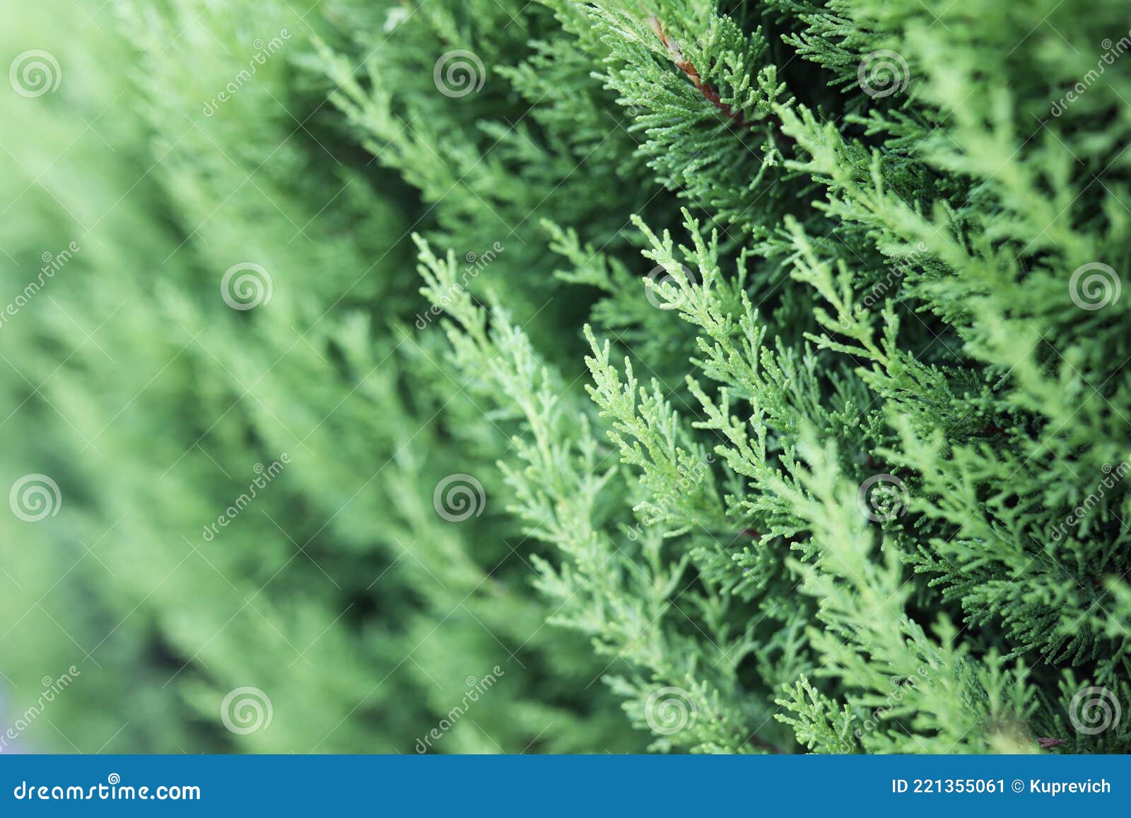 thuja hedge and choice of desired variety