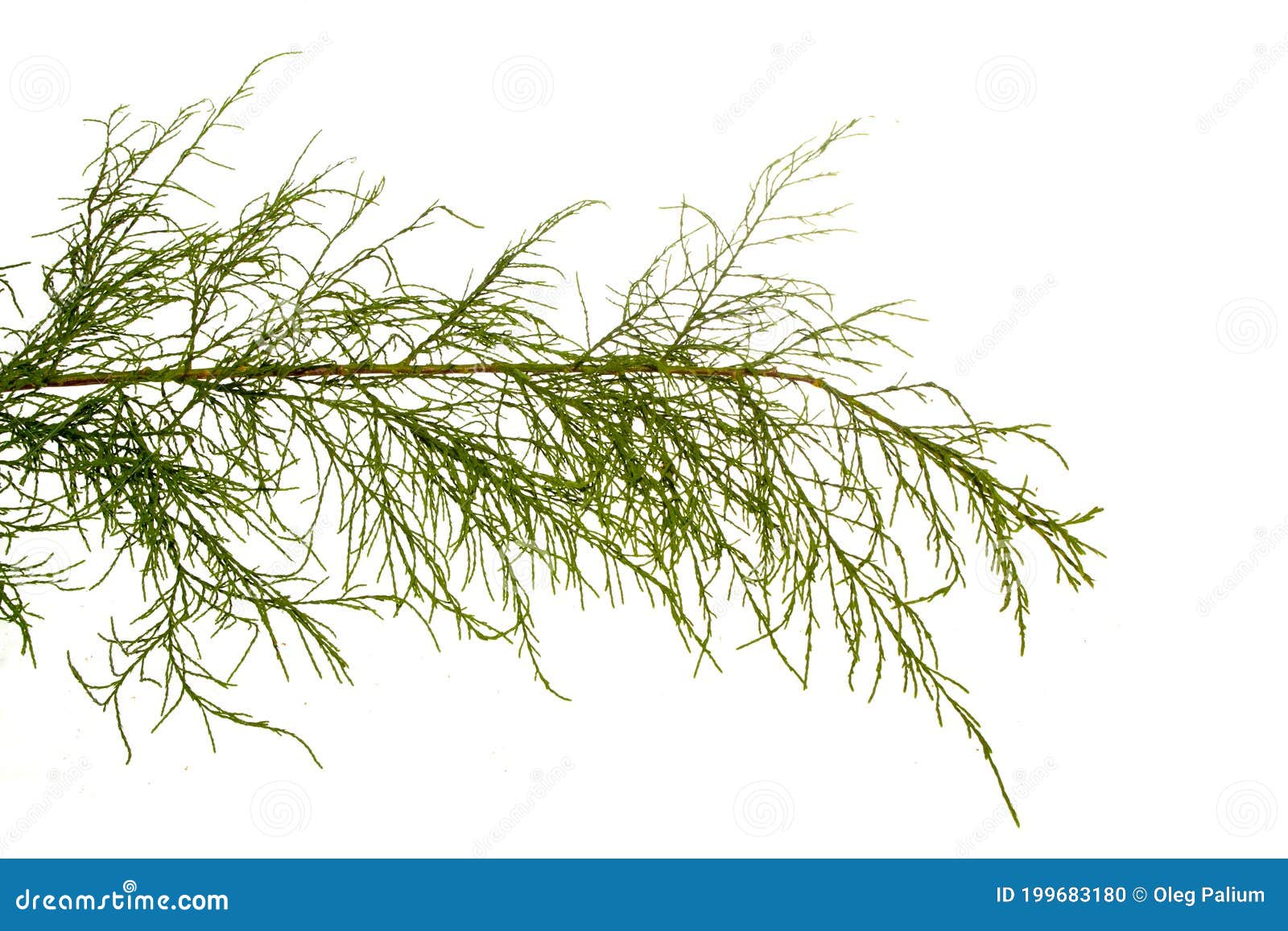Thuja Isolated on White Background Stock Photo - Image of flat