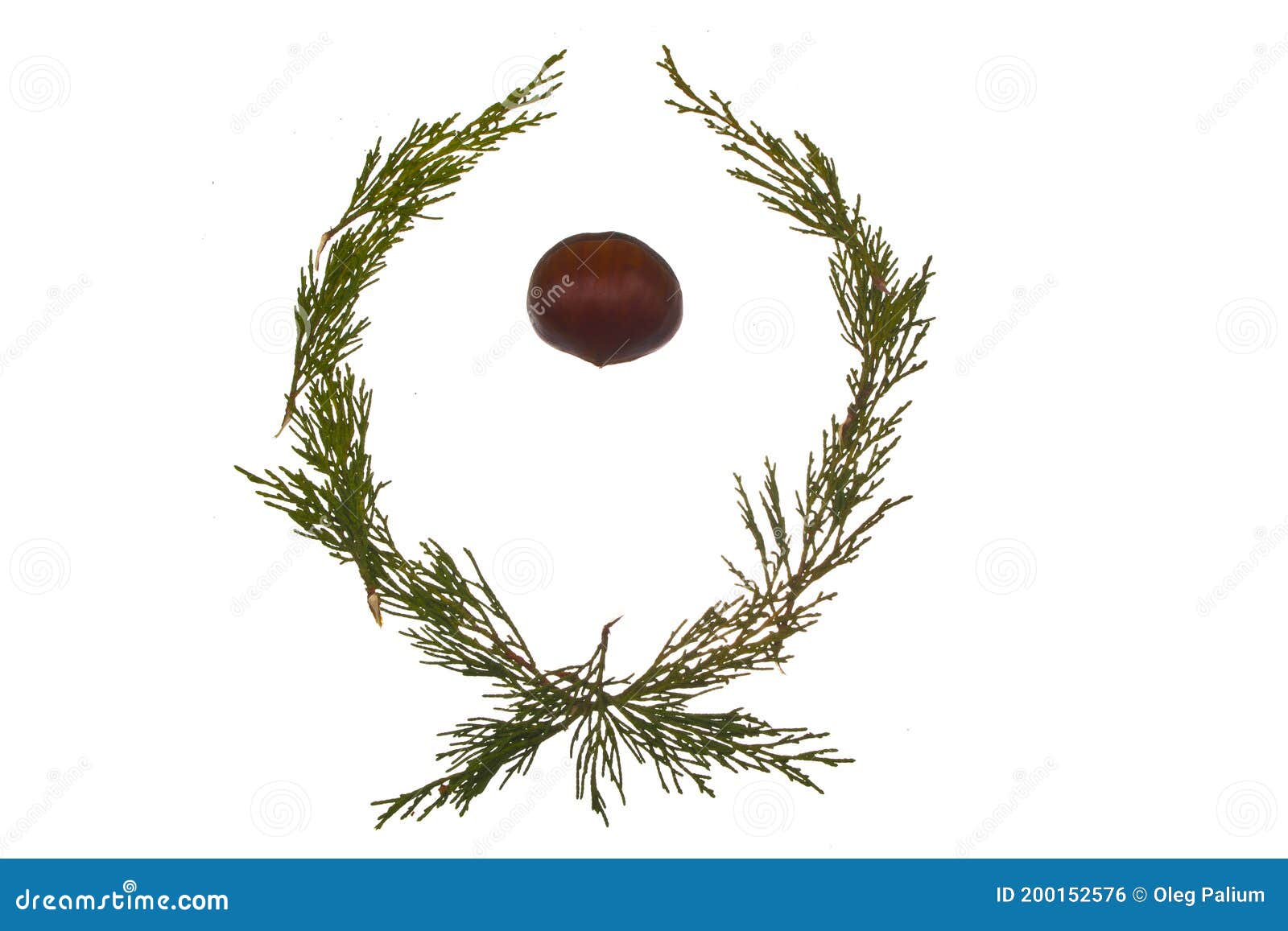 Thuja Isolated on White Background Stock Photo - Image of background
