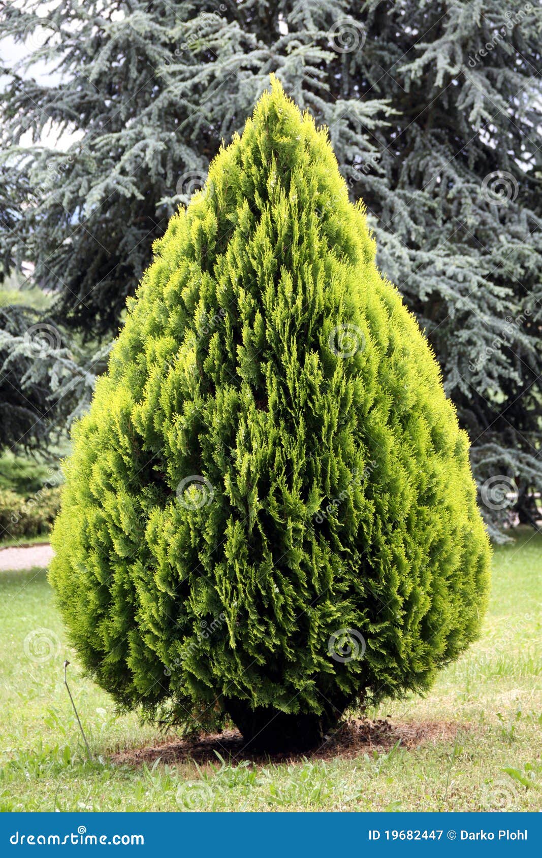 thuja orientalis, evergreen conifer